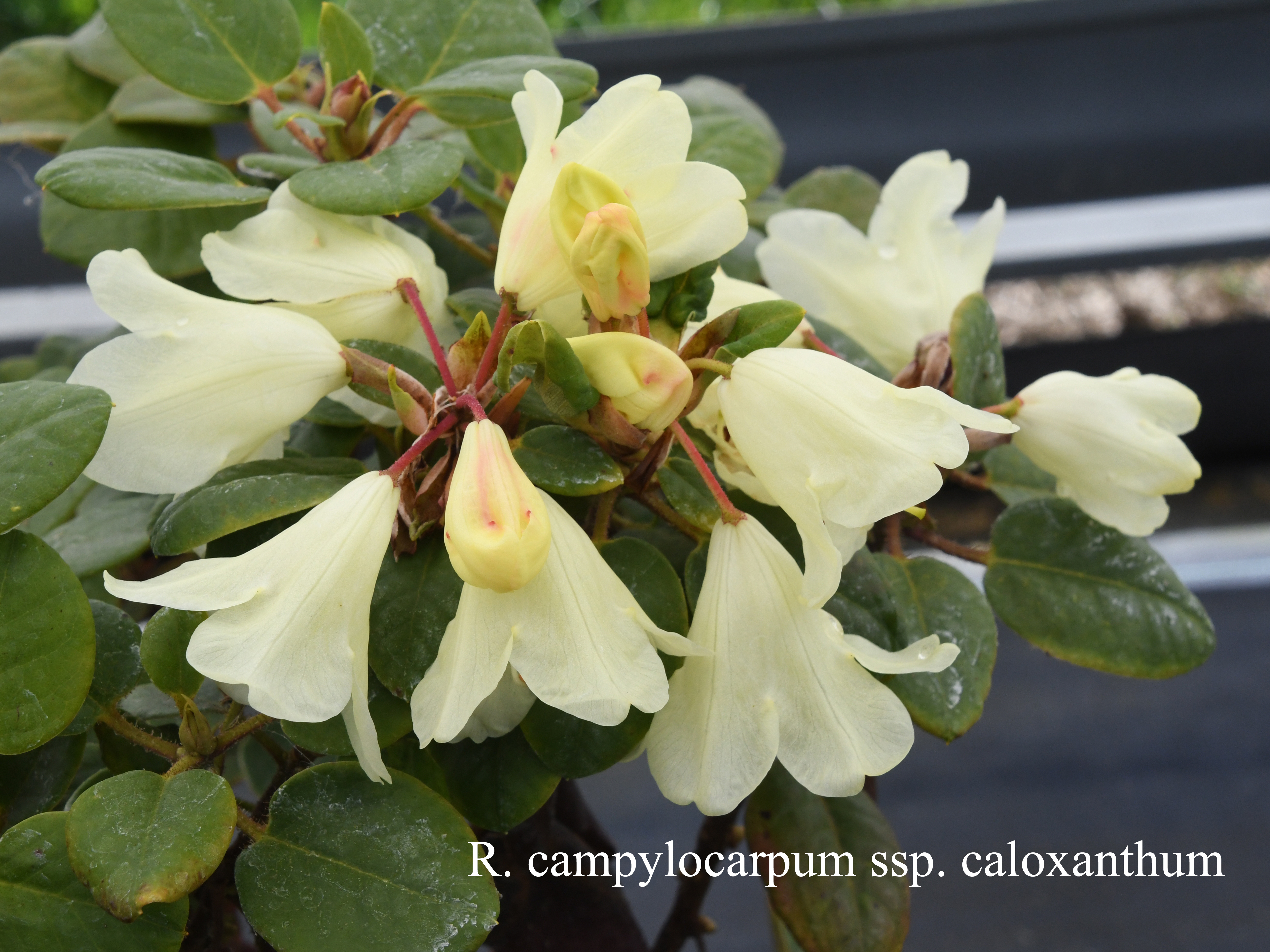 Rhododendron campylocarpum ssp caloxanthum photo