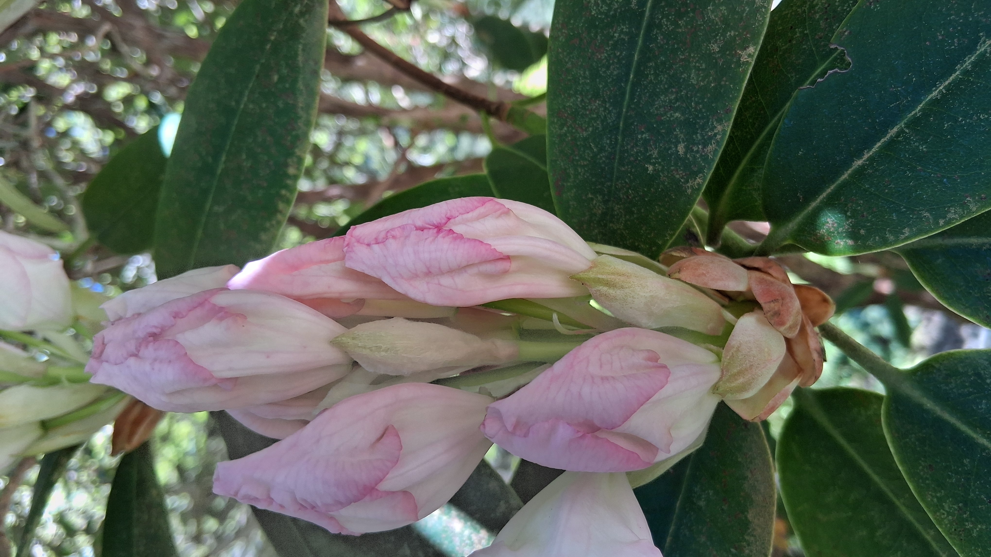 Rhododendron Loder's White photo