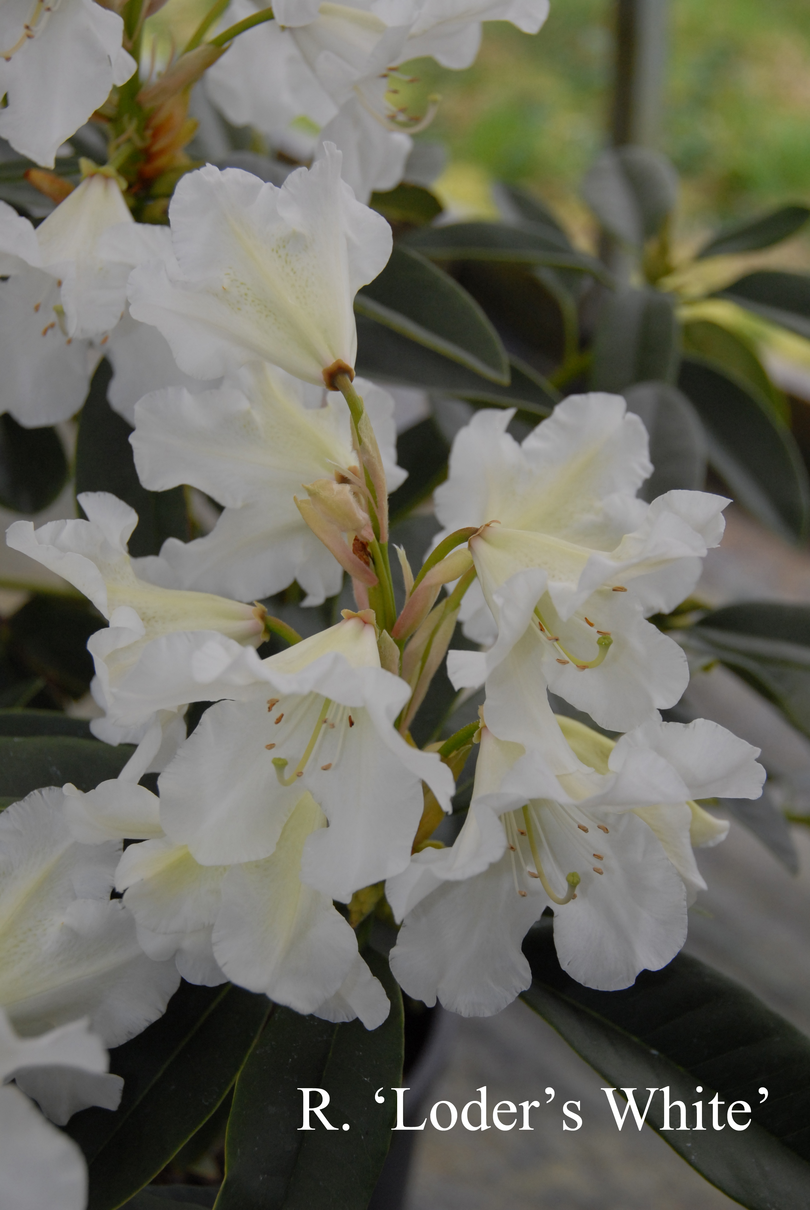 Rhododendron Loder's White photo