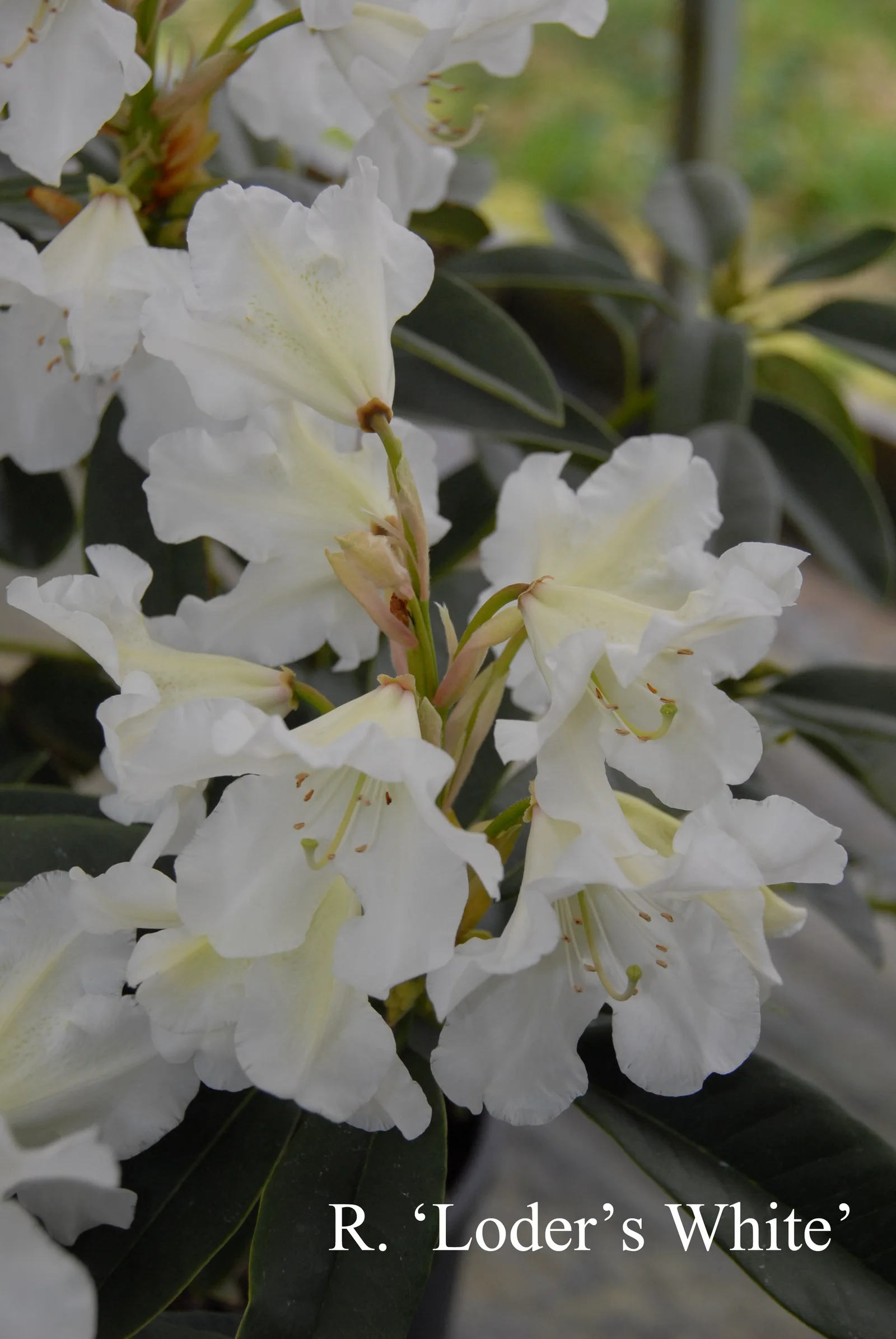 R. 'Loder's White' photo of R. 'Loder's White'. Location: Fearing's Farm Nursery, Abbotsford, BC, Canada. Photo by: Harold Fearing