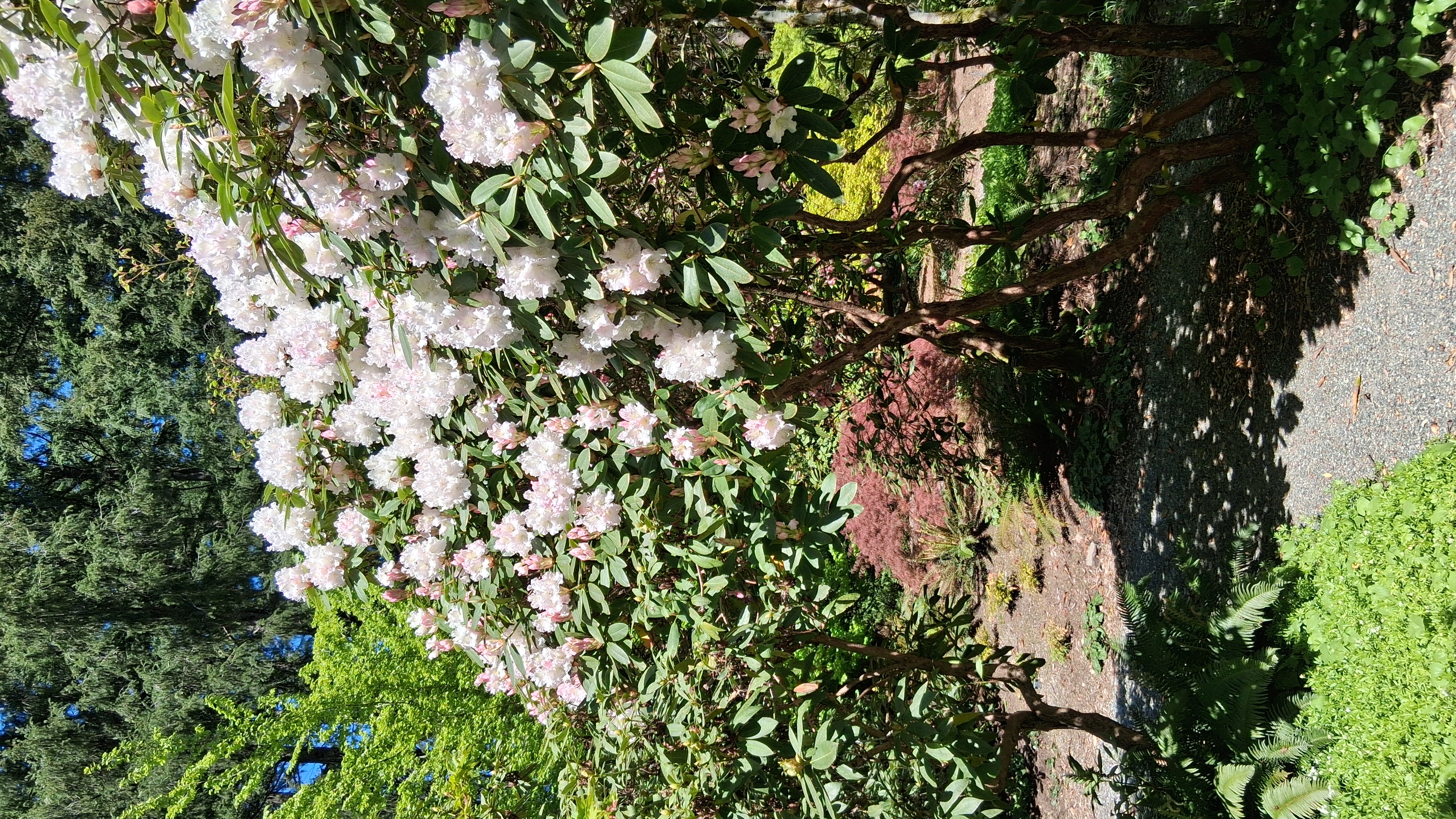 Rhododendron Loder's White photo
