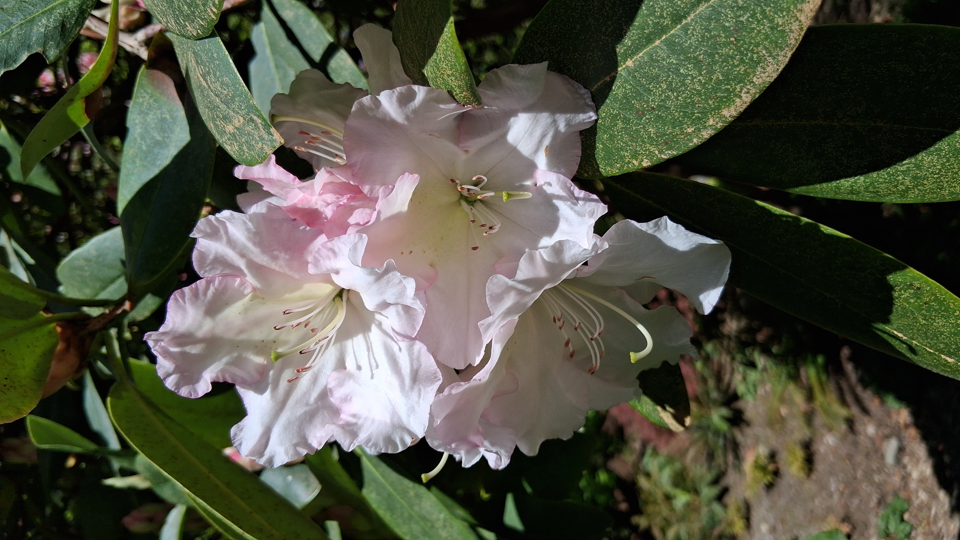 Rhododendron Loder's White photo