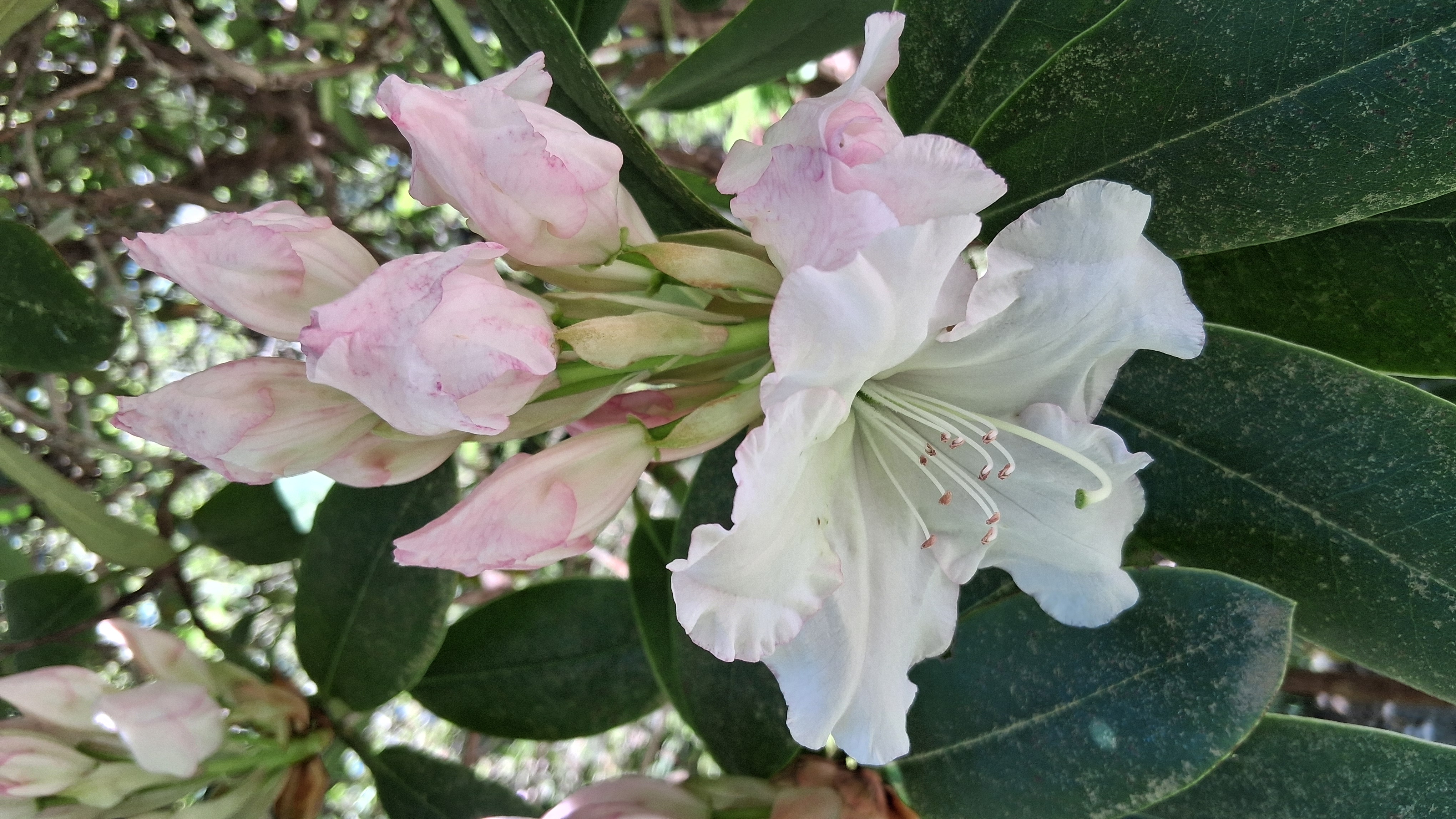 Rhododendron Loder's White photo