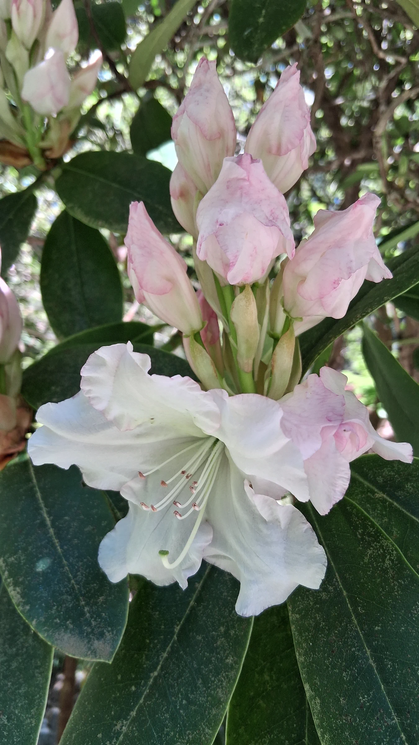 R. 'Loder's White' photo of R. 'Loder's White'. R. 'Loder's White' flowers starting to open.. Location: Lake Wilderness Arboretum, Maple Valley, WA USA. Photo by: Thatrhodylady