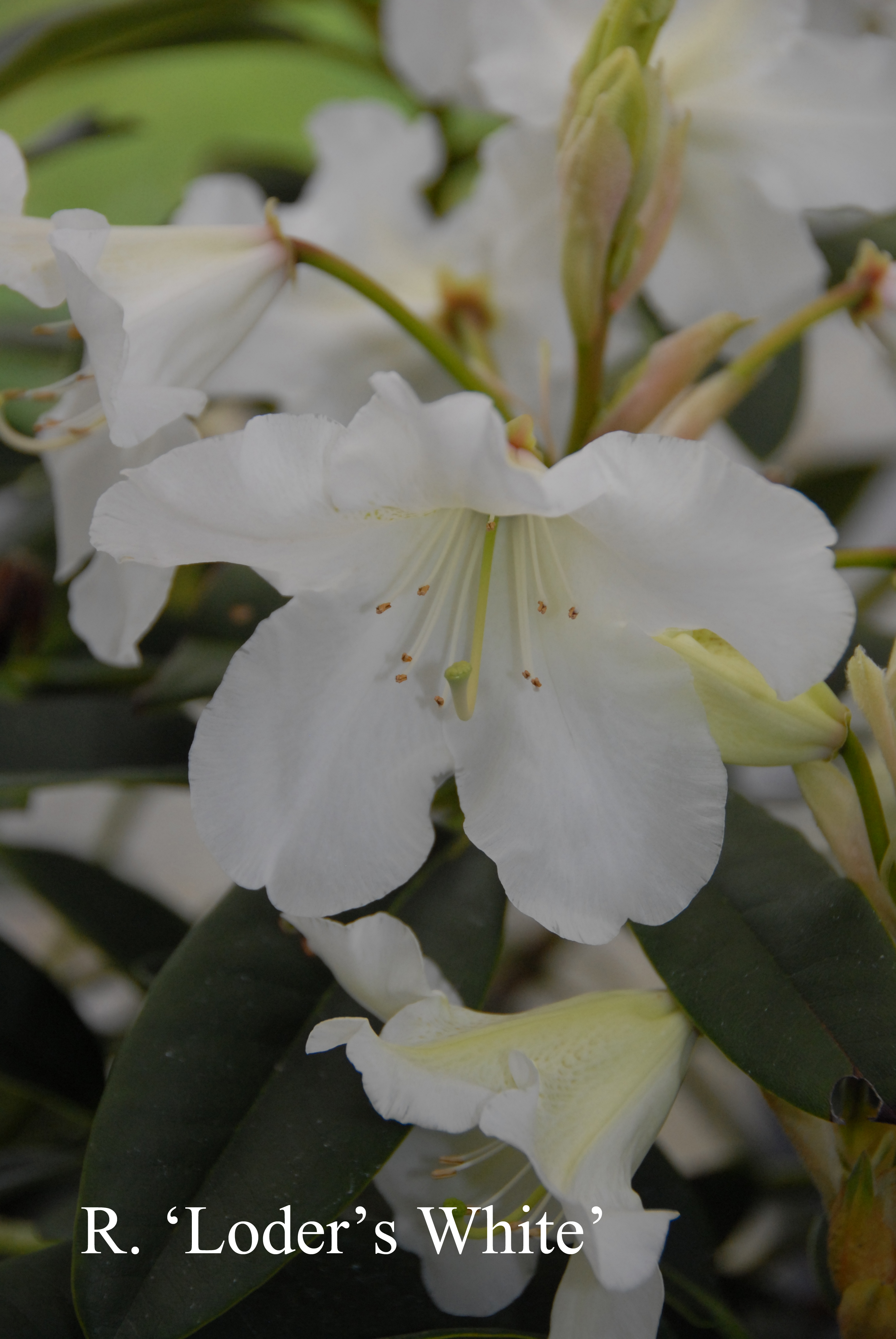Rhododendron Loder's White photo
