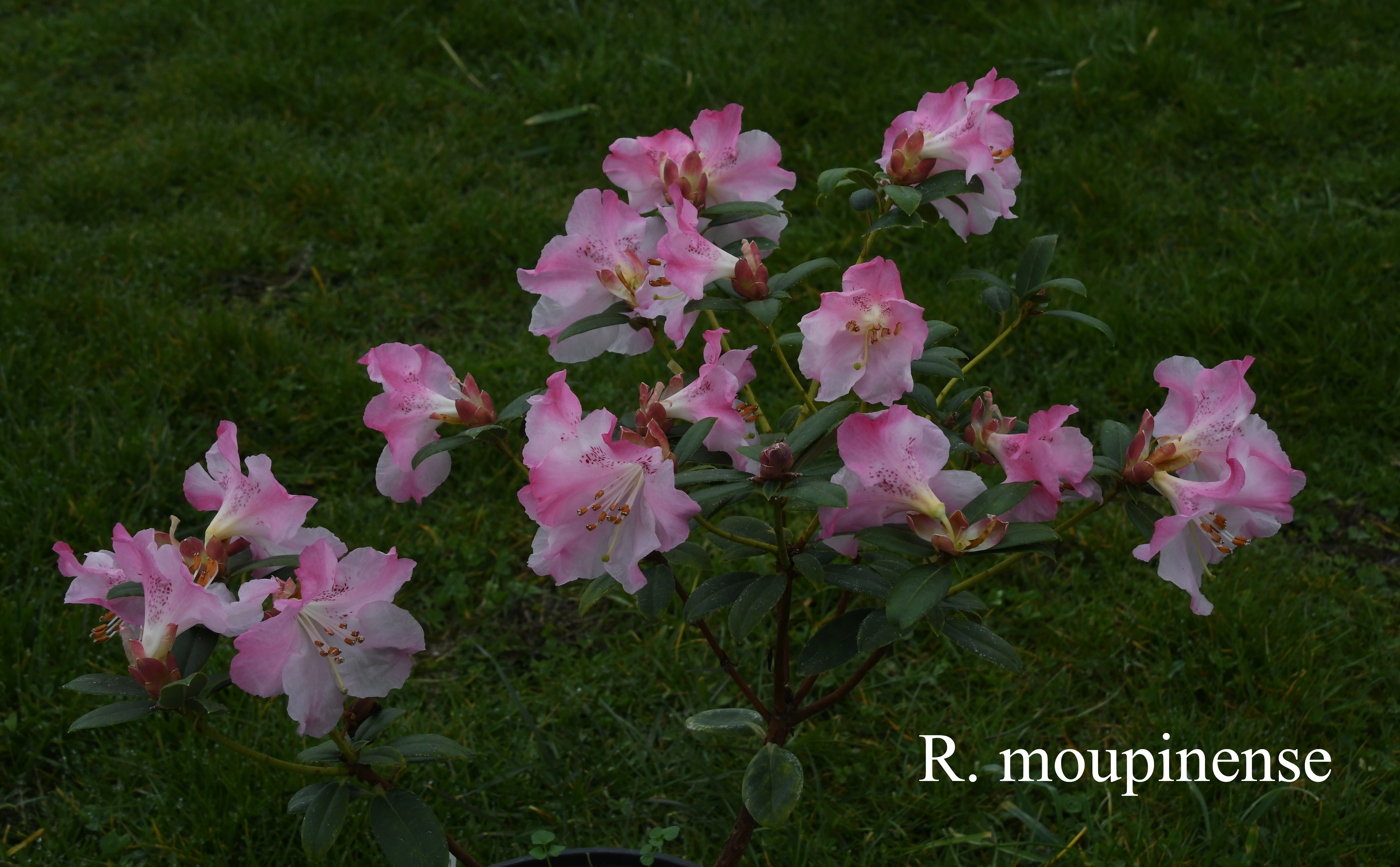 Rhododendron moupinense photo