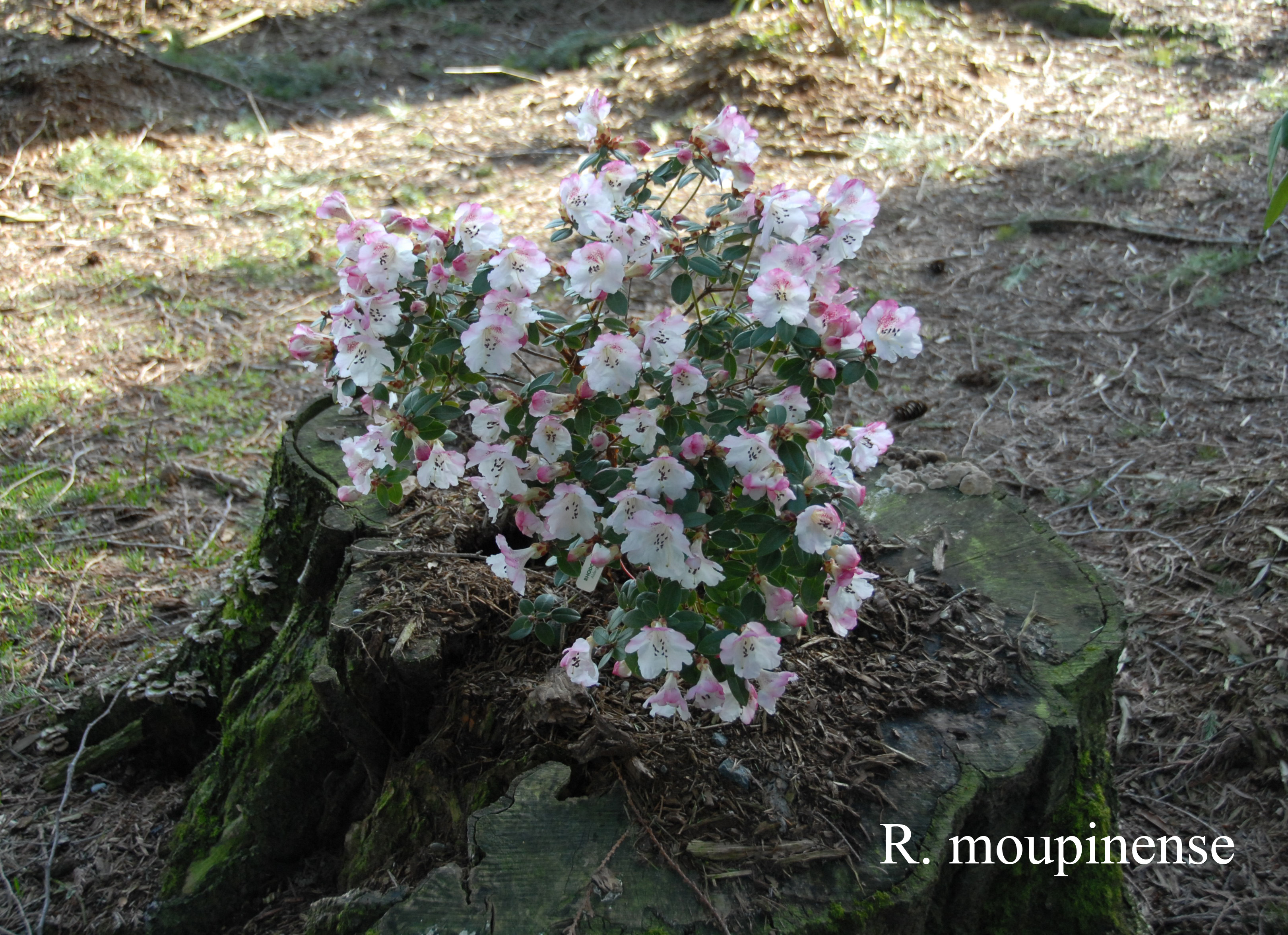 Rhododendron moupinense photo