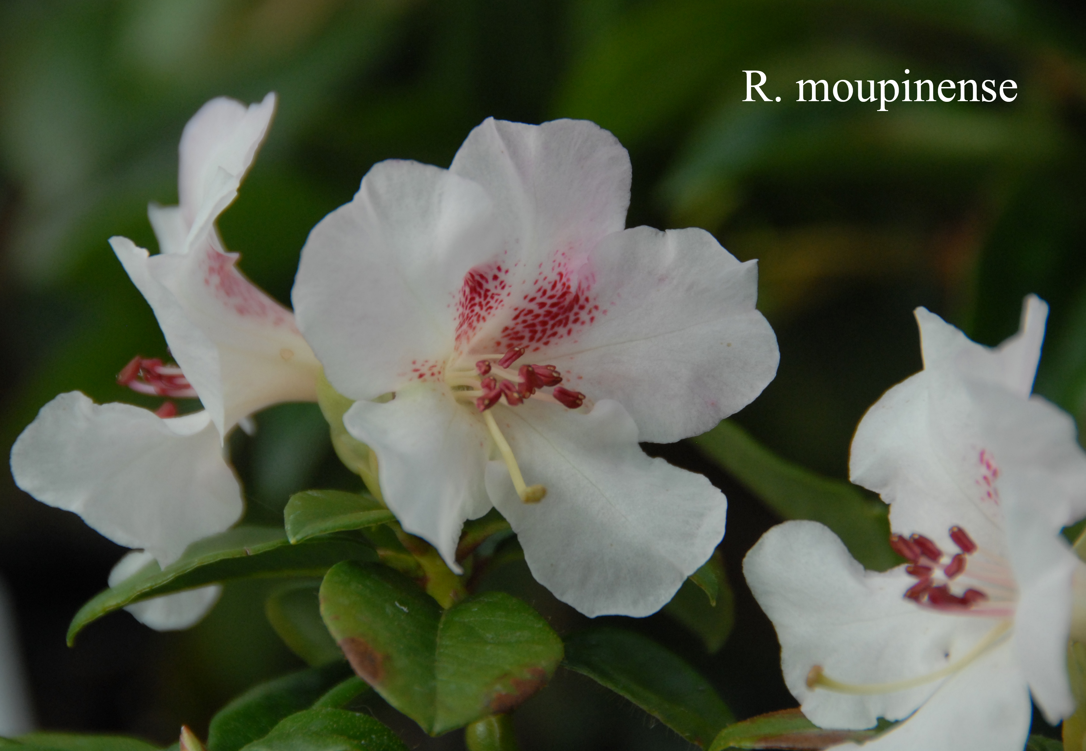 Rhododendron moupinense photo