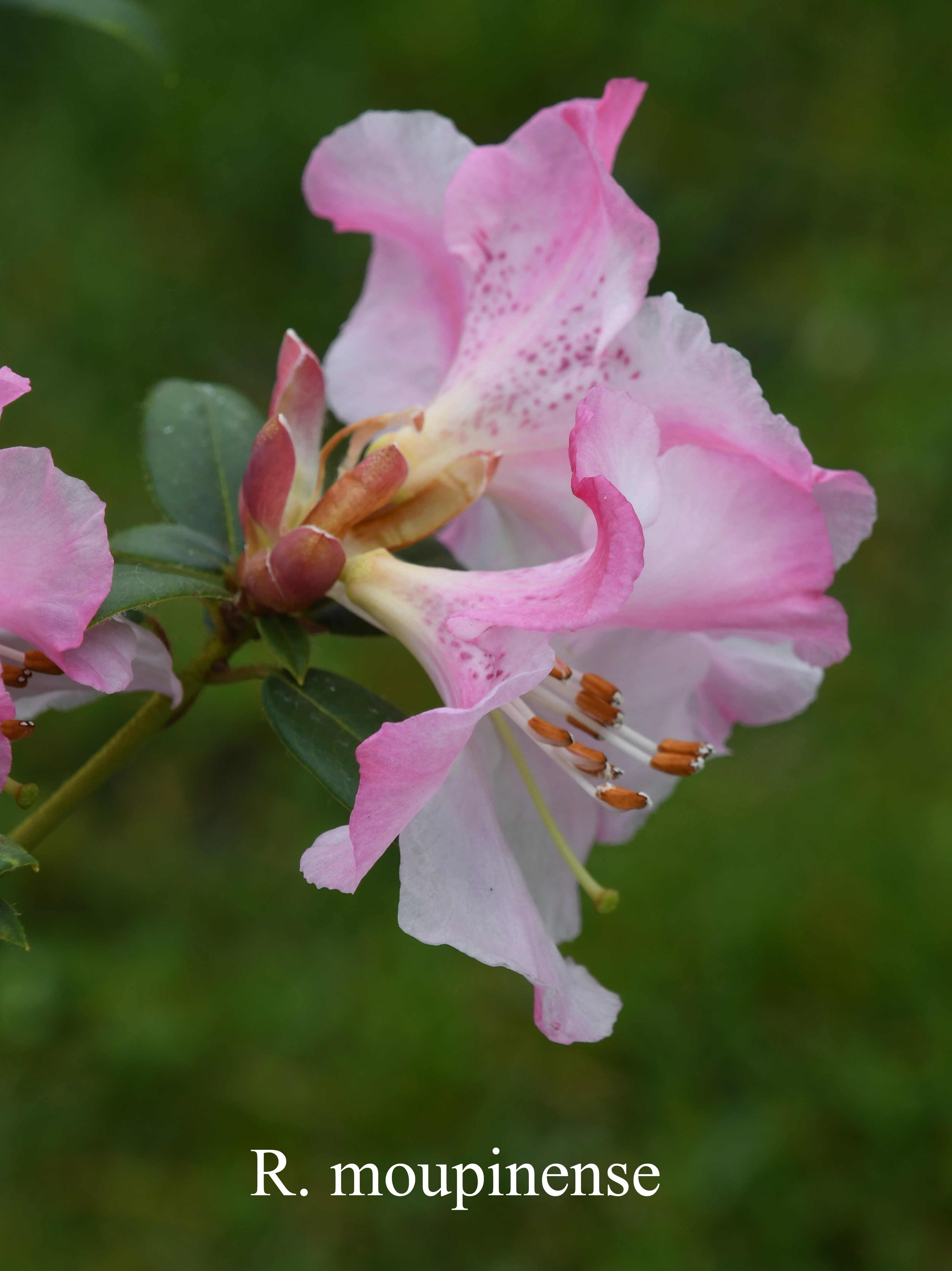 Rhododendron moupinense photo