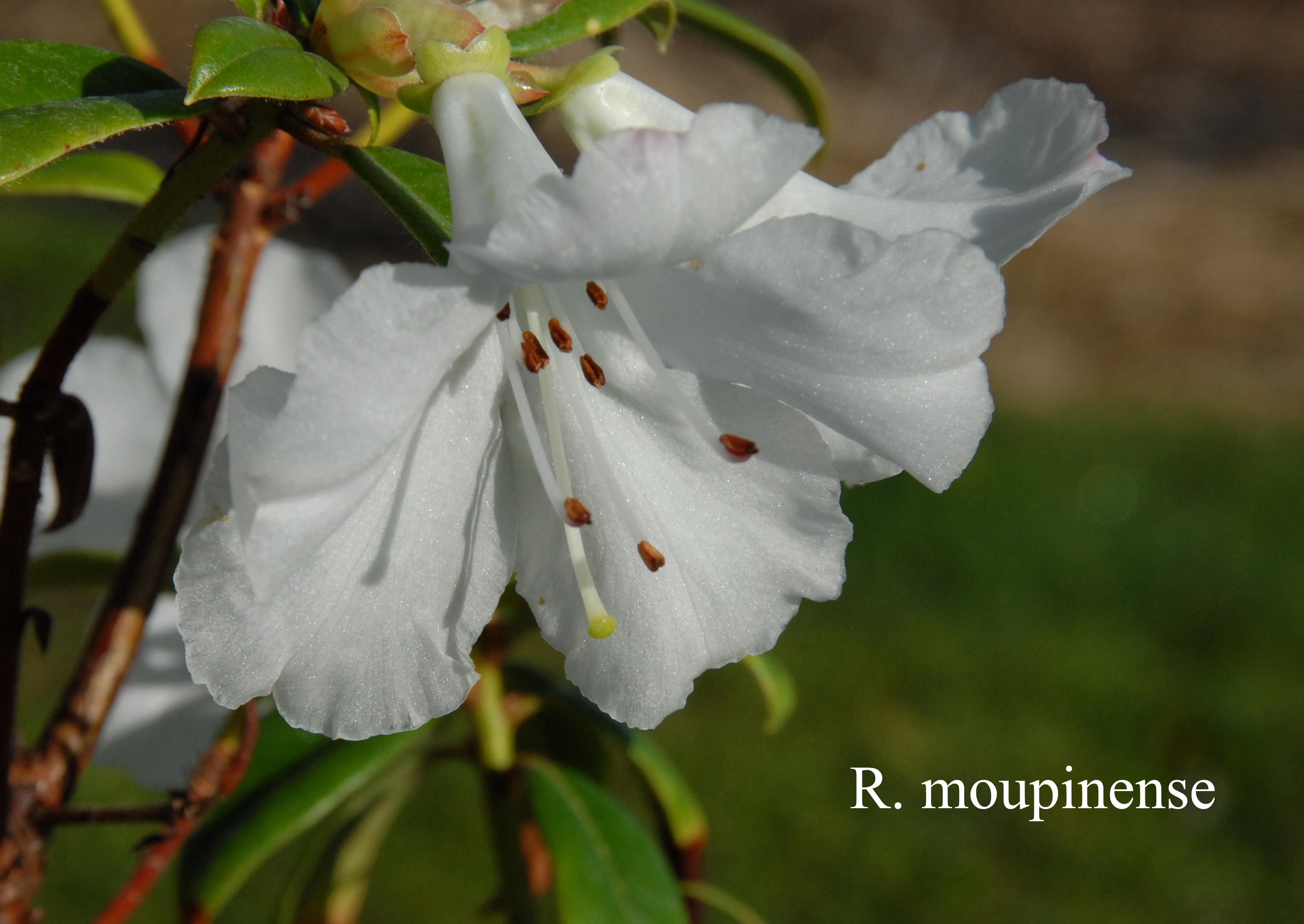 Rhododendron moupinense photo