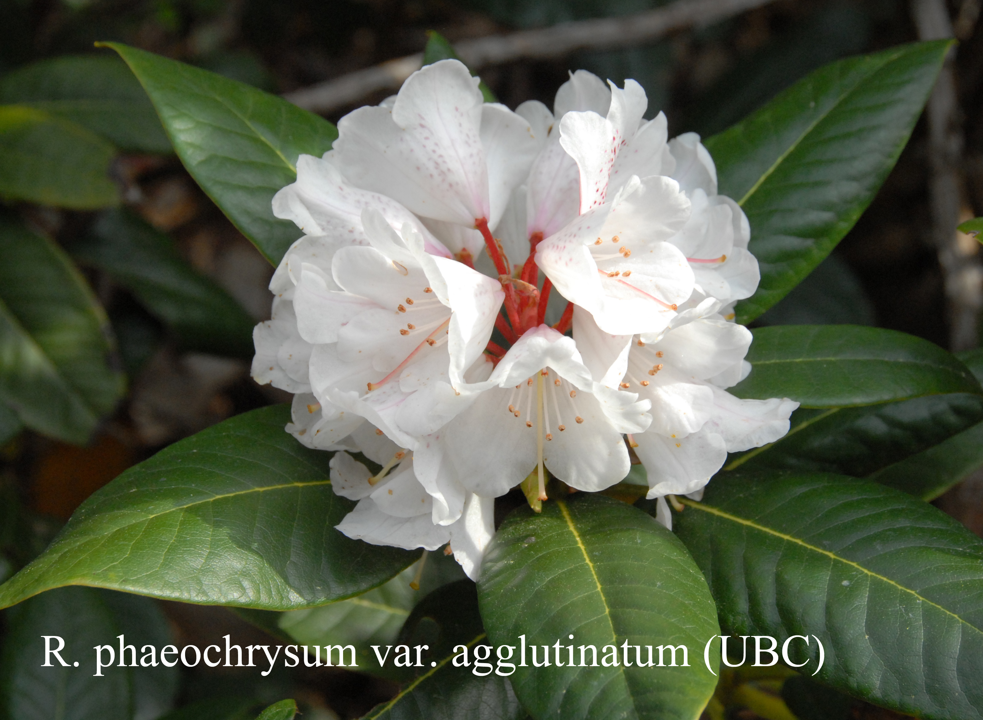 Rhododendron phaeochrysum var agglutinatum photo