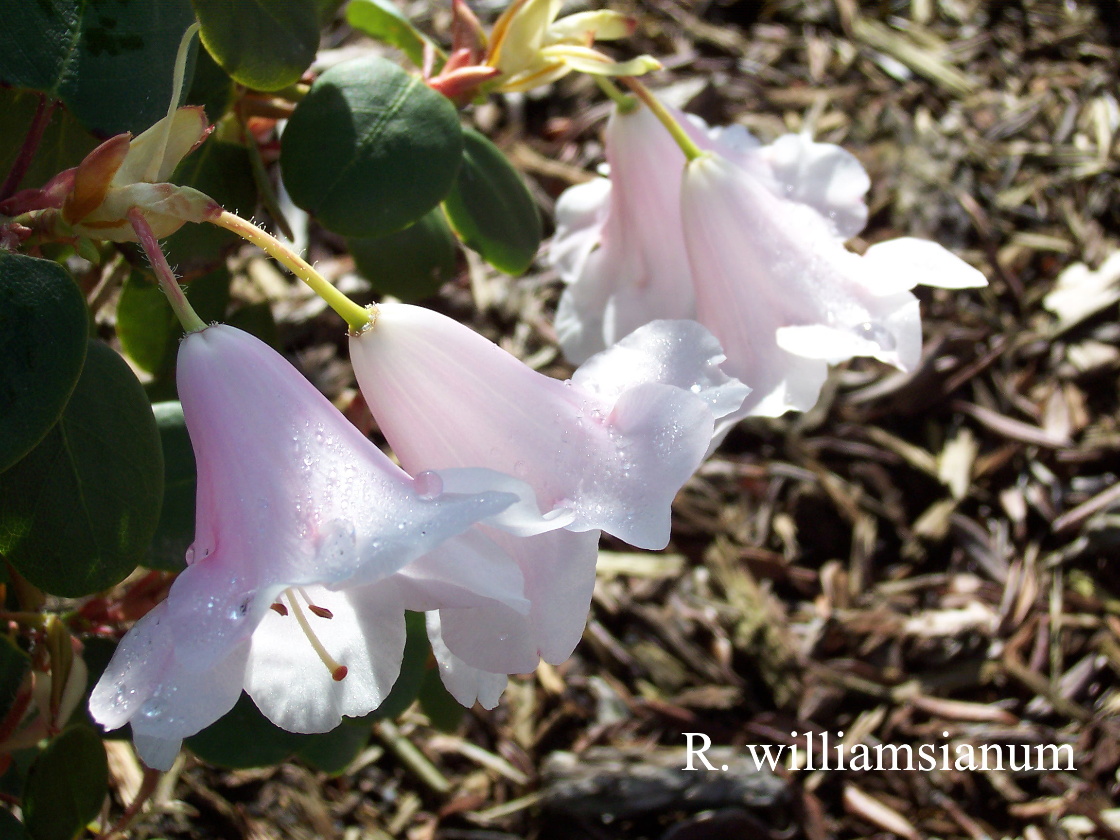 Rhododendron williamsianum photo