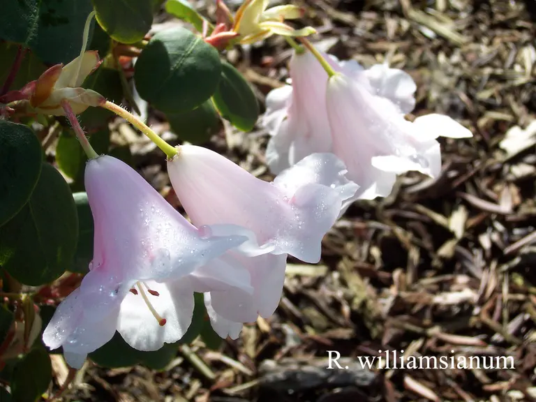 Photo of R. williamsianum, Species