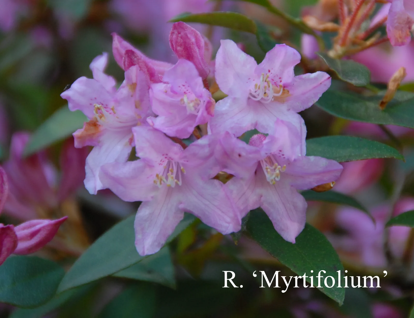 R. 'Myrtifolium' photo of R. 'Myrtifolium'. Location: Fearing's Farm Nursery, Abbotsford, BC, Canada. Photo by: Harold Fearing