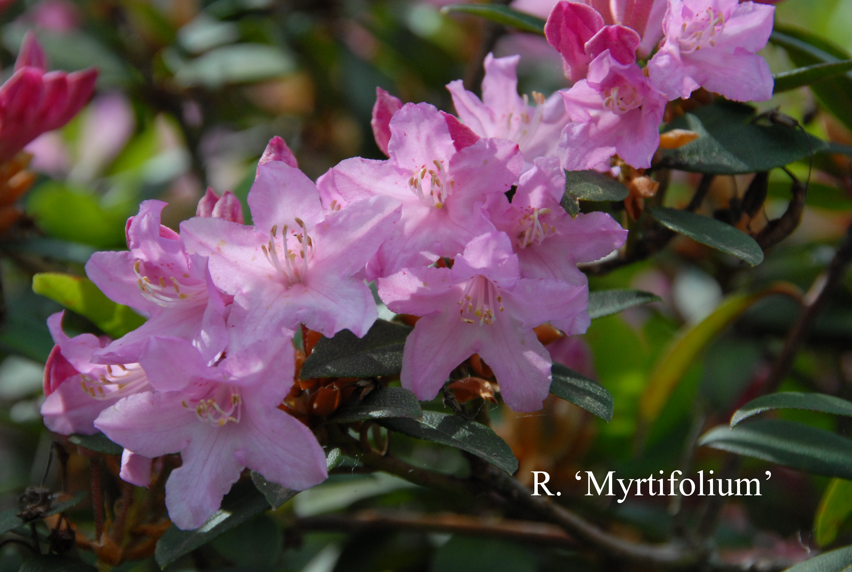 Rhododendron Myrtifolium photo