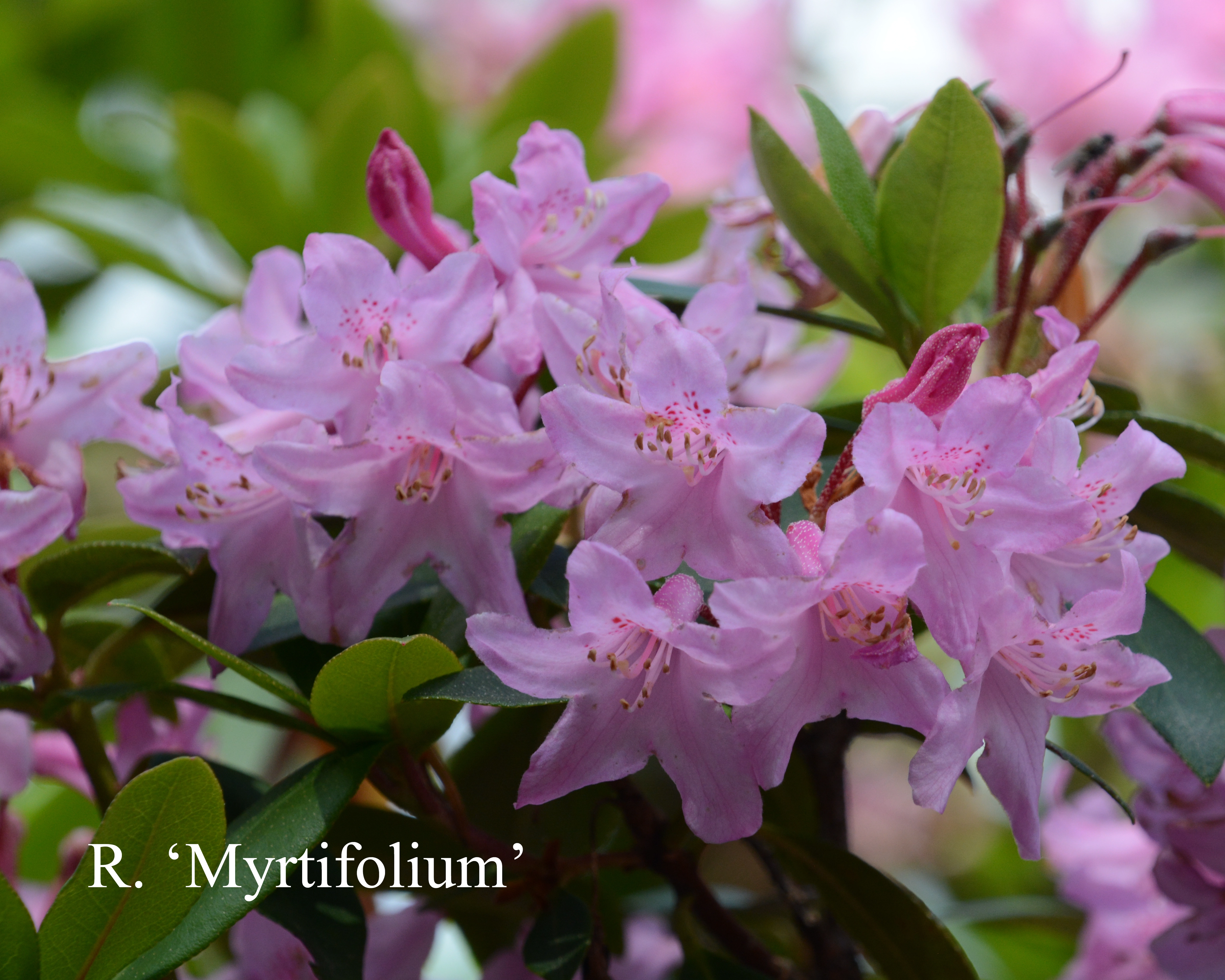 Rhododendron Myrtifolium photo