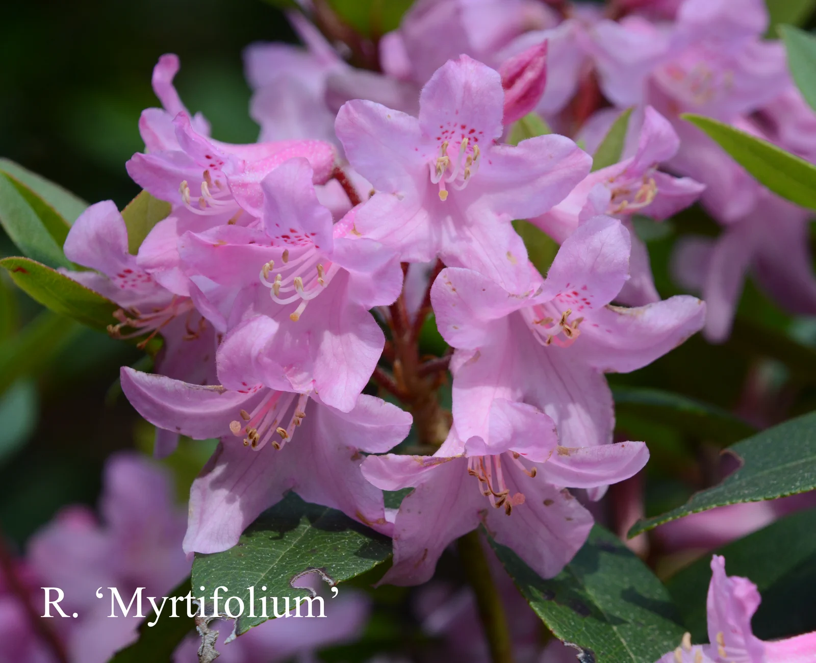 R. 'Myrtifolium' photo of R. 'Myrtifolium'. Location: Fearing's Farm Nursery, Abbotsford, BC, Canada. Photo by: Harold Fearing