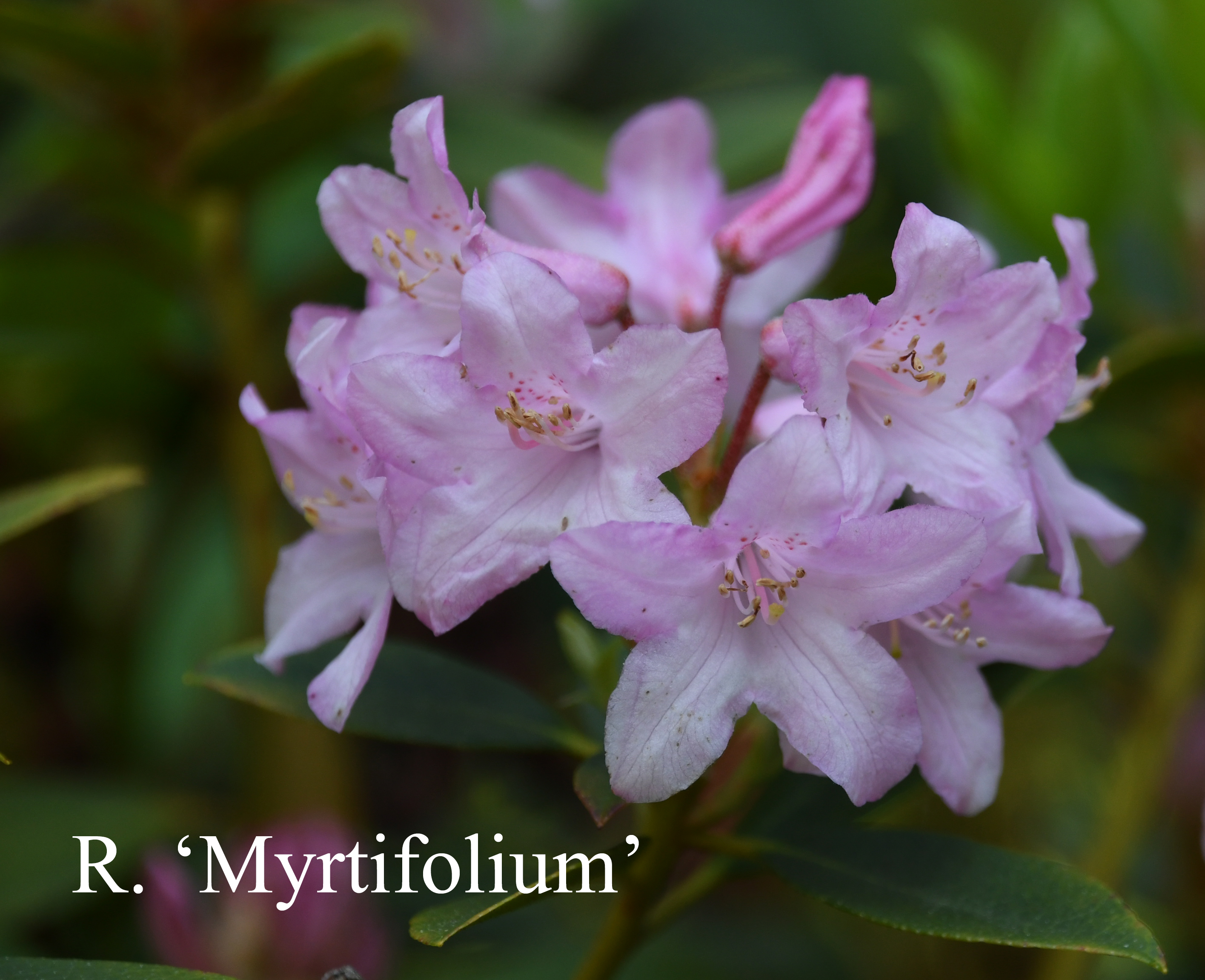 Rhododendron Myrtifolium photo