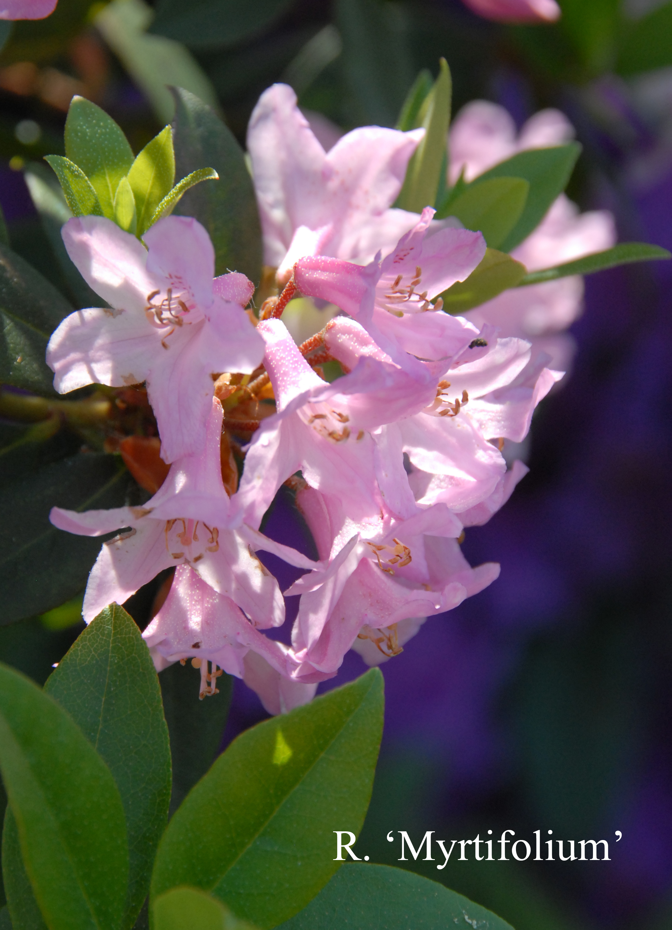 Rhododendron Myrtifolium photo