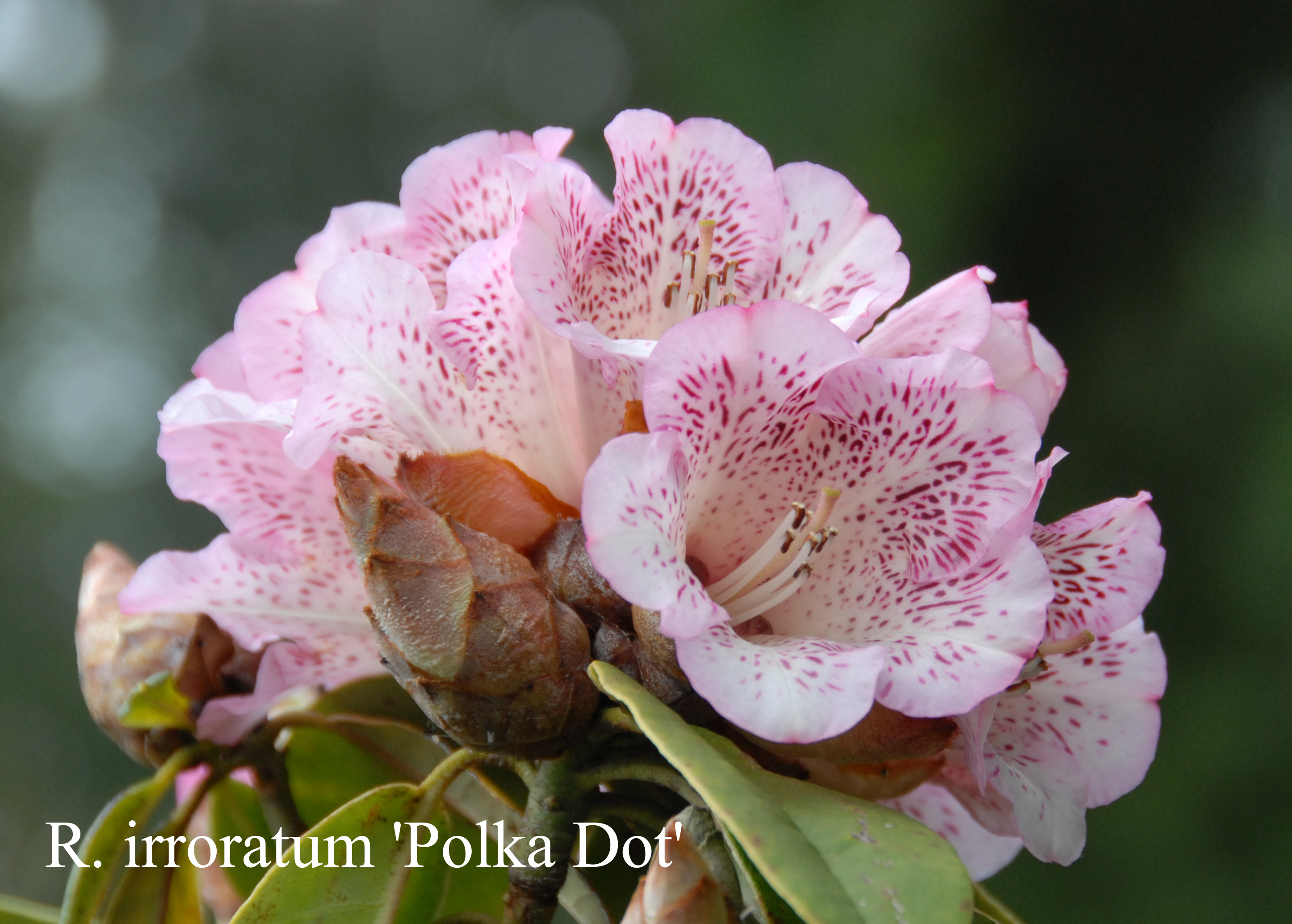 Rhododendron Polka Dot photo