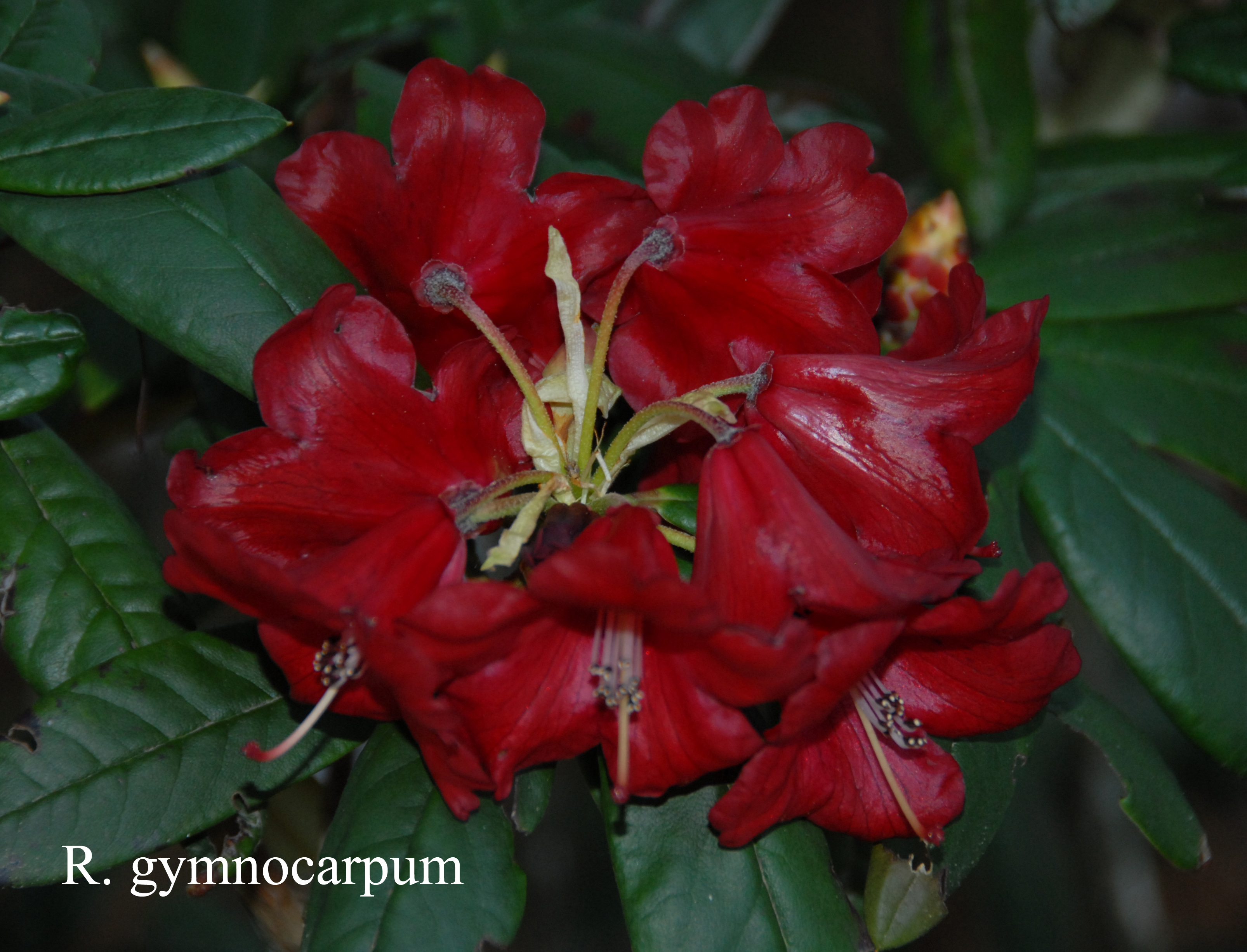 Rhododendron microgynum photo