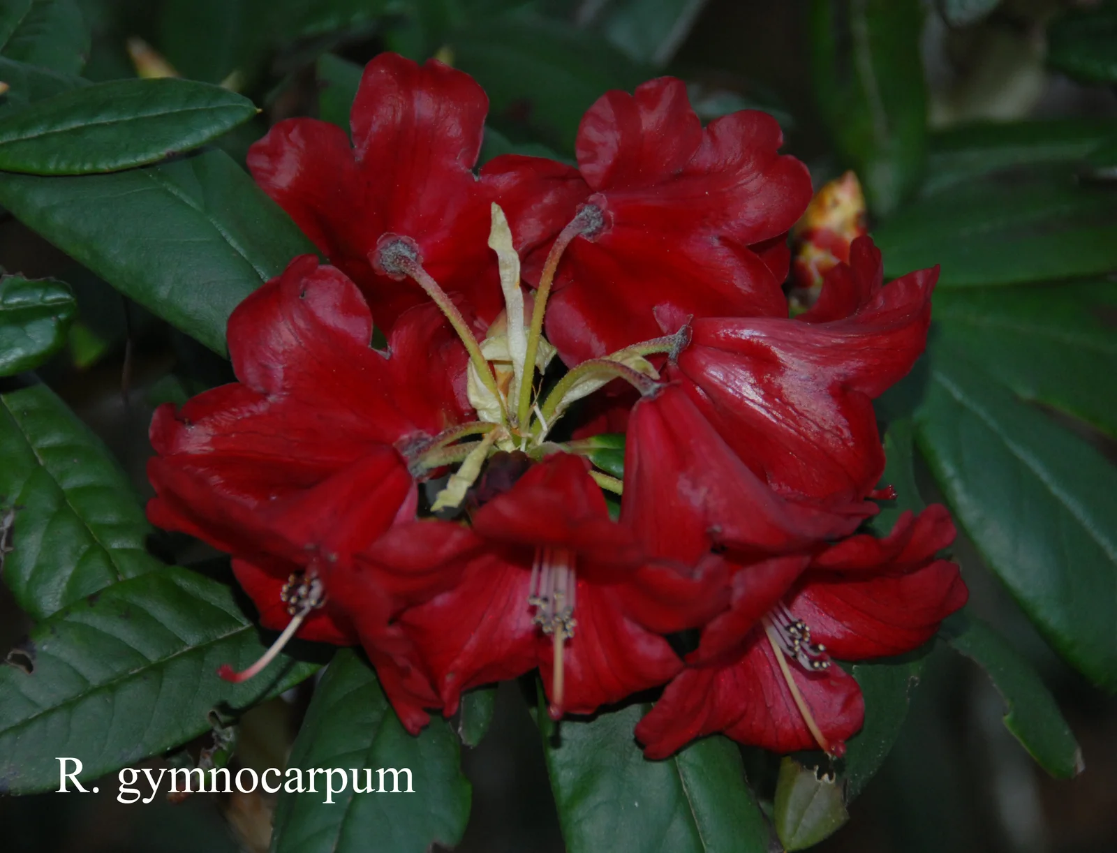 R. microgynum photo of R. microgynum. Location: Fearing's Farm Nursery, Abbotsford, BC, Canada. Photo by: Harold Fearing