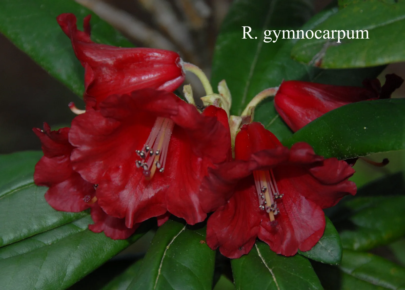 R. microgynum photo of R. microgynum. Location: Fearing's Farm Nursery, Abbotsford, BC, Canada. Photo by: Harold Fearing