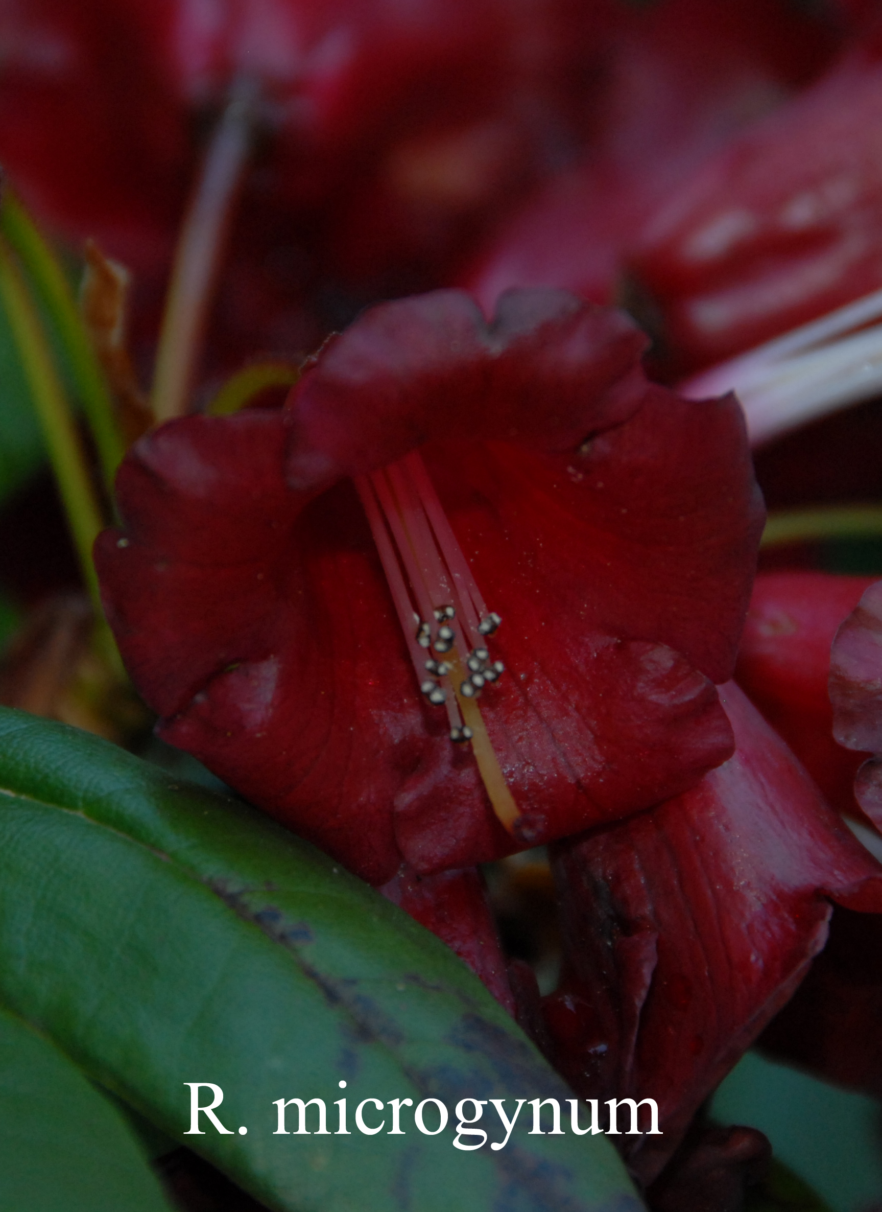 Rhododendron microgynum photo