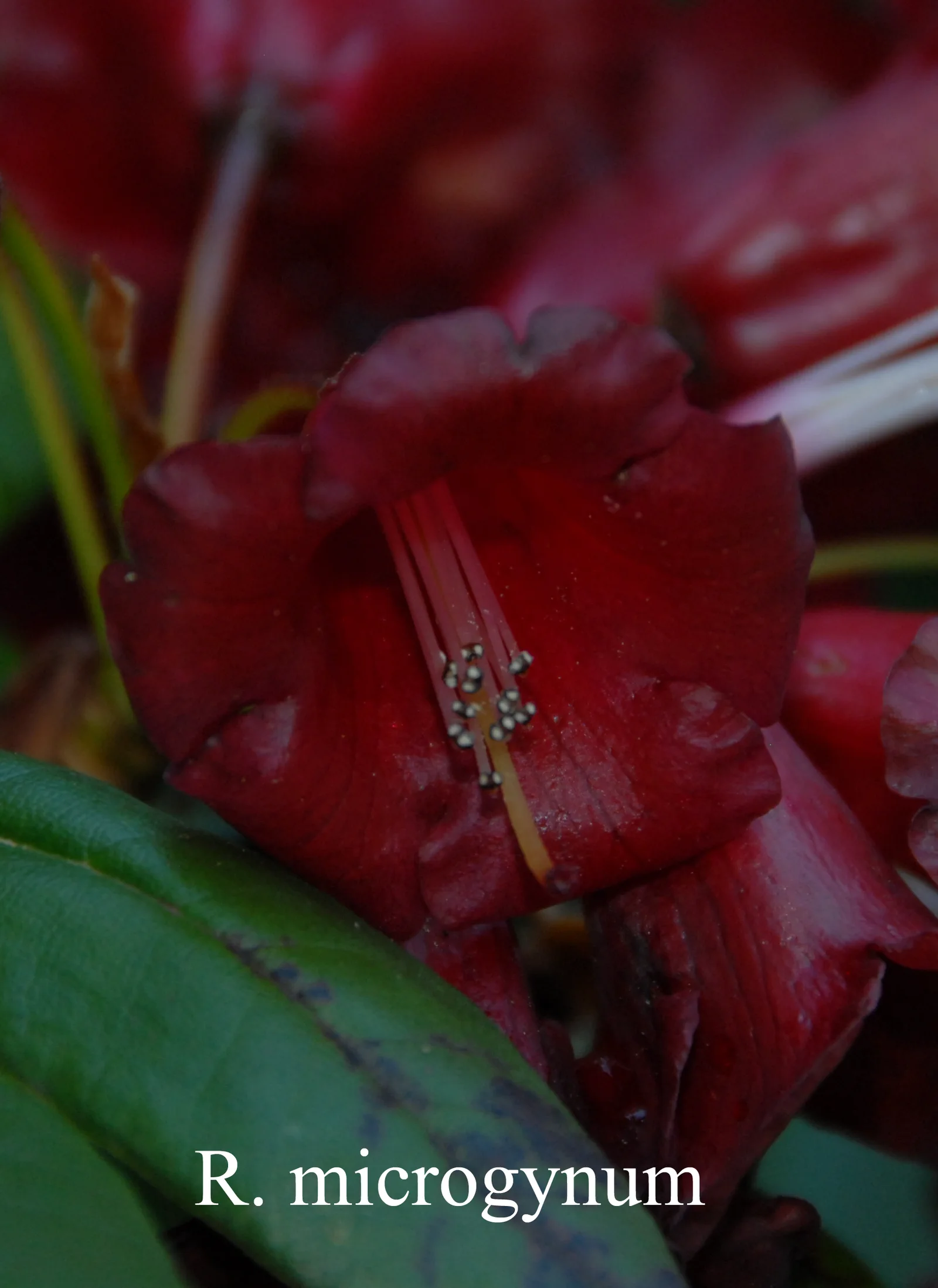 R. microgynum photo of R. microgynum. Location: Fearing's Farm Nursery, Abbotsford, BC, Canada. Photo by: Harold Fearing