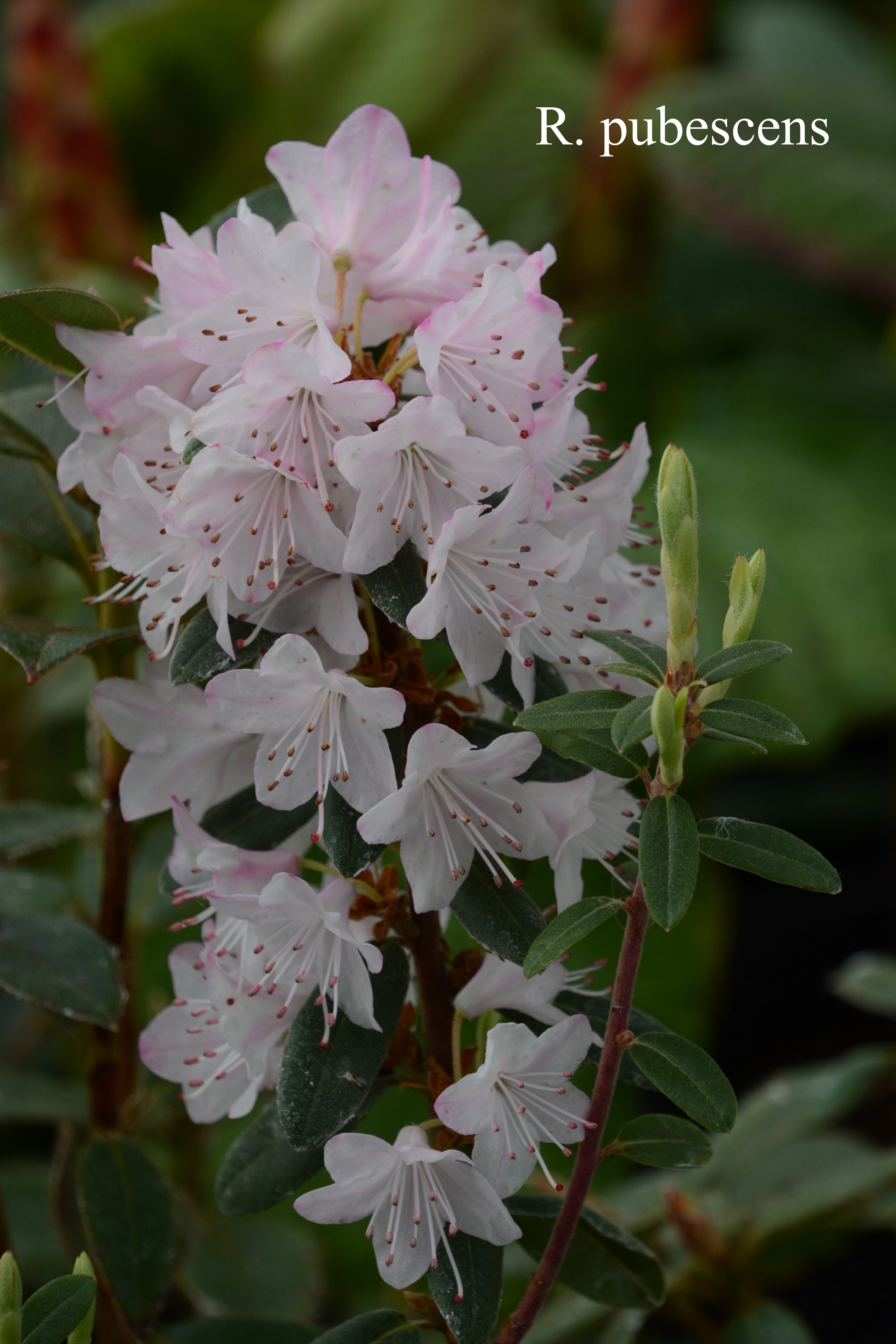 Rhododendron pubescens photo