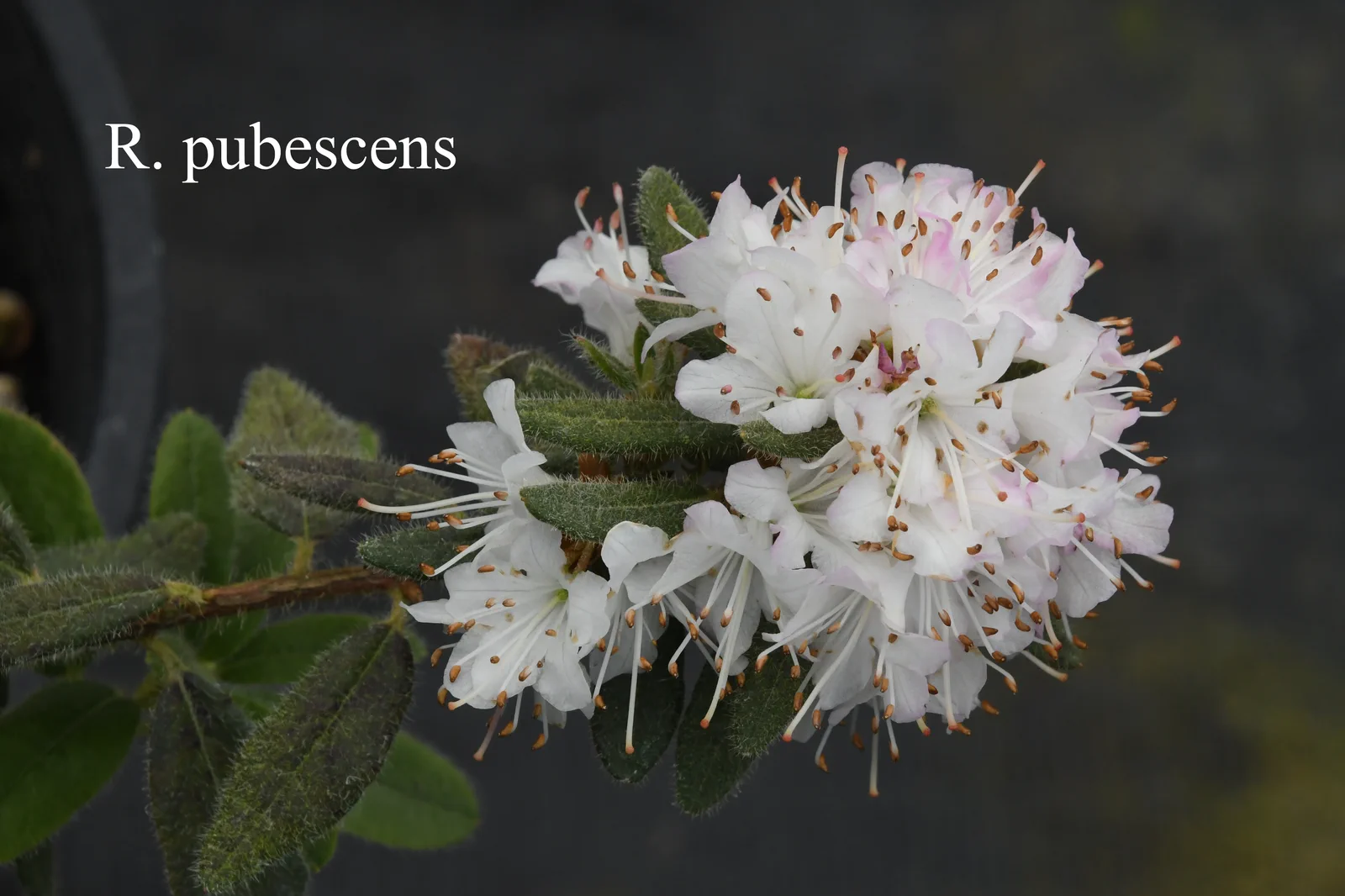 R. pubescens photo of R. pubescens. Location: Fearing's Farm Nursery, Abbotsford, BC, Canada. Photo by: Harold Fearing