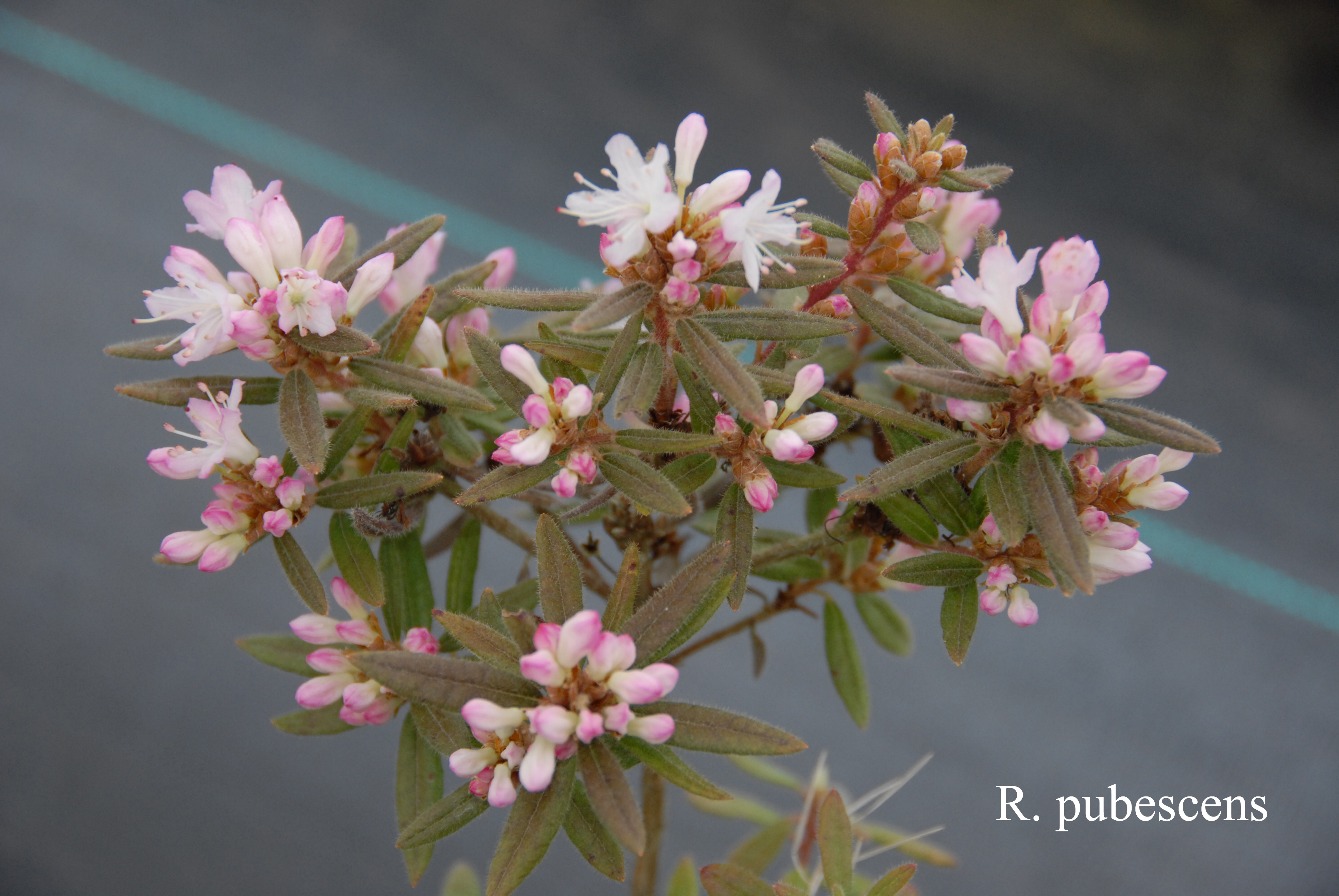 Rhododendron pubescens photo