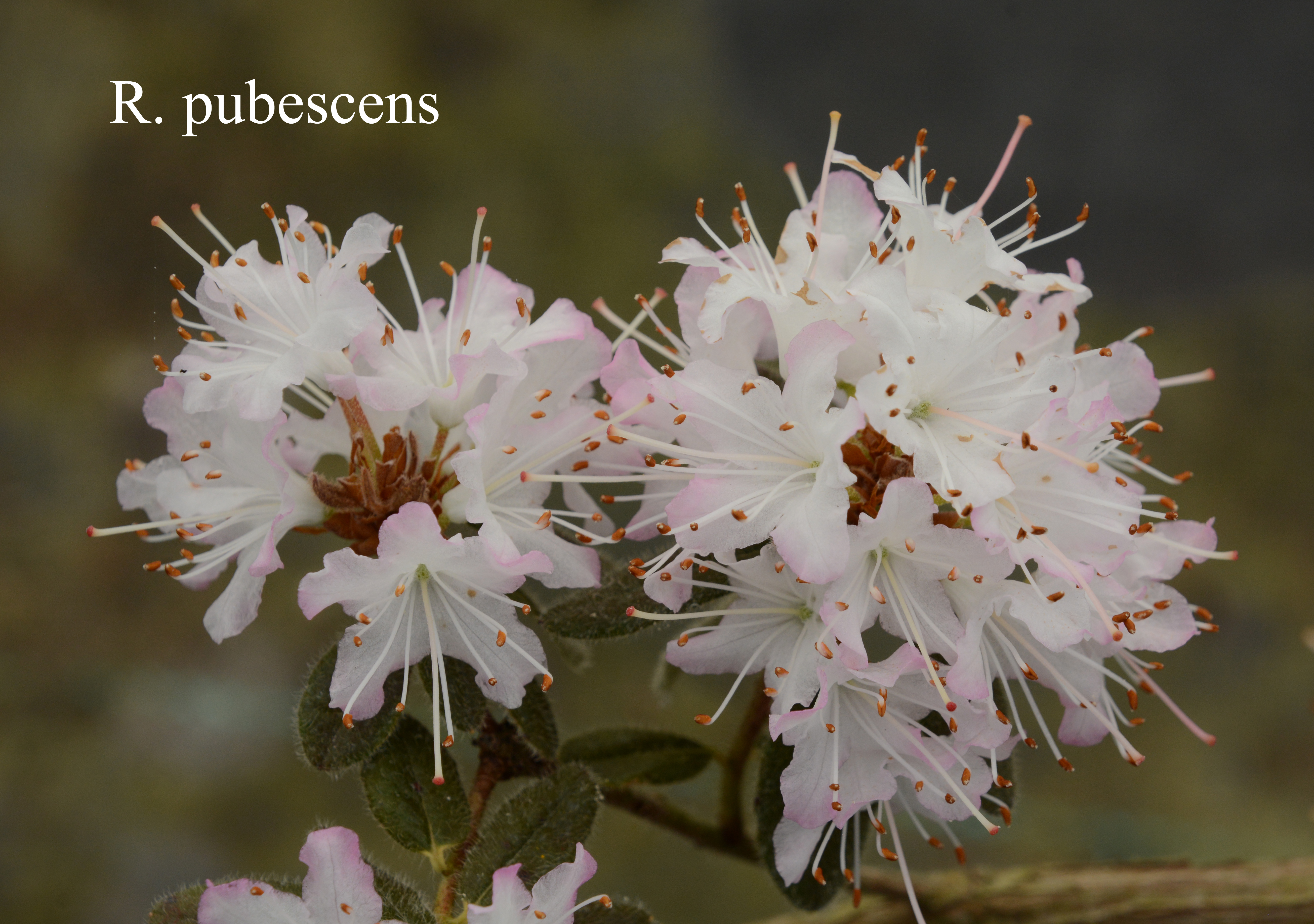 Rhododendron pubescens photo