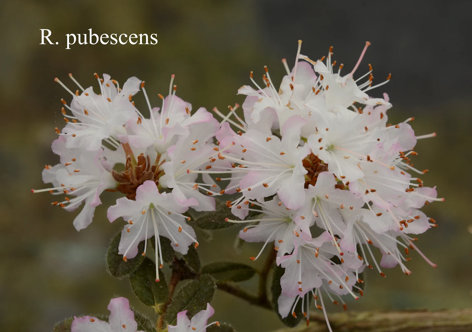 R. pubescens photo of R. pubescens. Location: Fearing's Farm Nursery, Abbotsford, BC, Canada. Photo by: Harold Fearing