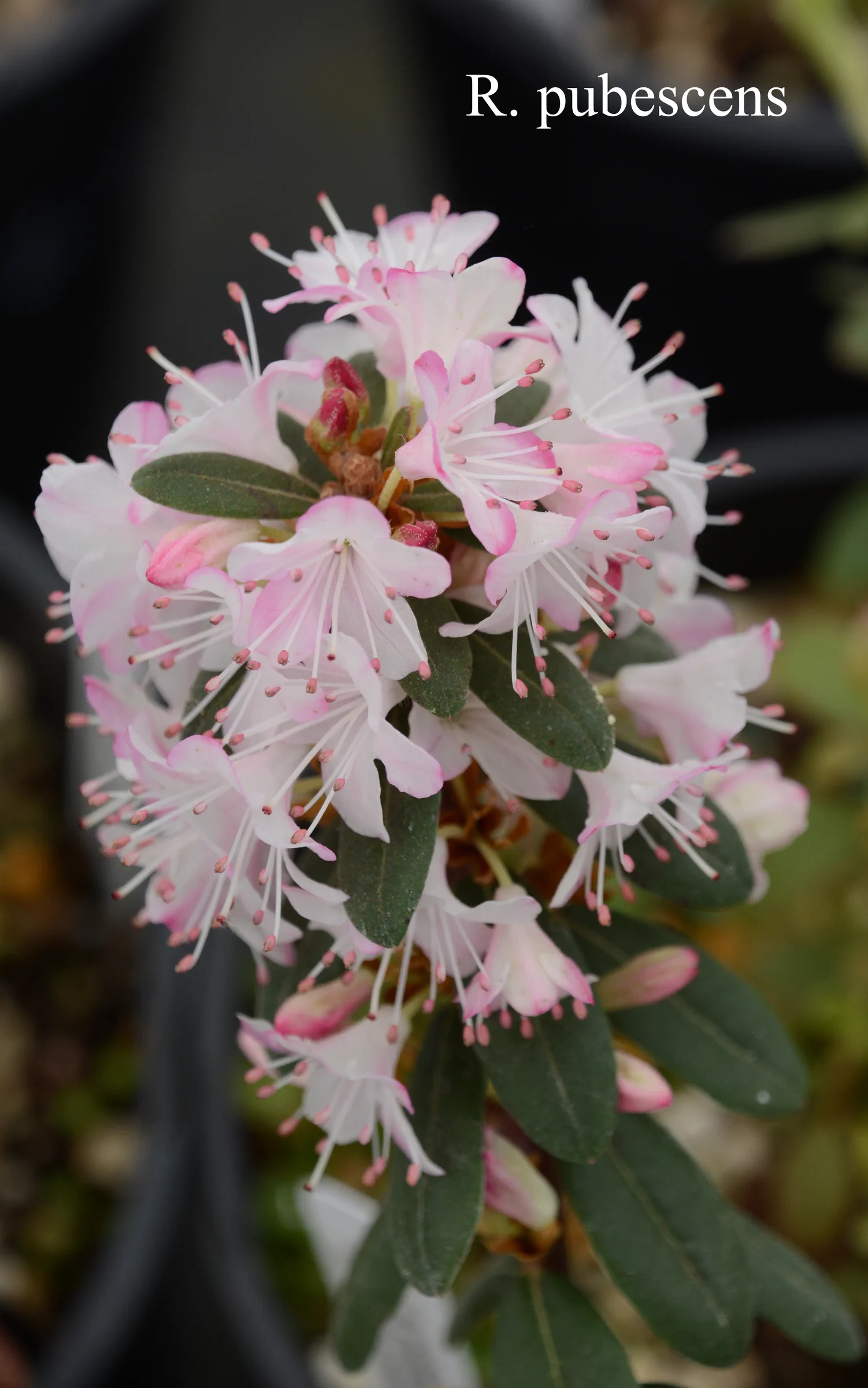 R. pubescens photo of R. pubescens. Location: Fearing's Farm Nursery, Abbotsford, BC, Canada. Photo by: Harold Fearing