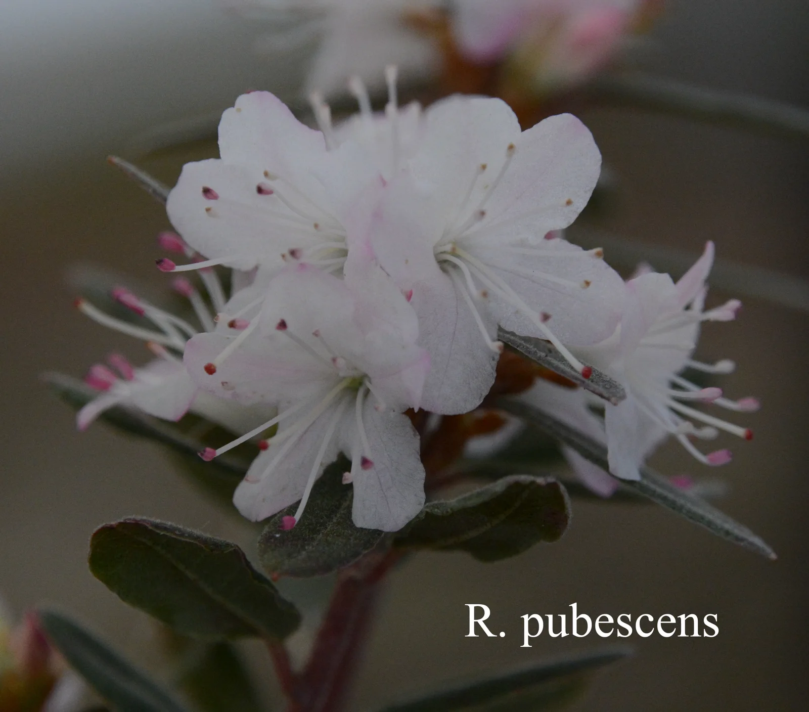 R. pubescens photo of R. pubescens. Location: Fearing's Farm Nursery, Abbotsford, BC, Canada. Photo by: Harold Fearing