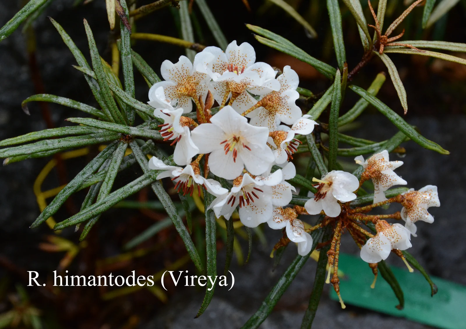R. himantodes var himantodes photo of R. himantodes var himantodes. Location: Fearing's Farm Nursery, Abbotsford, BC, Canada. Photo by: Harold Fearing