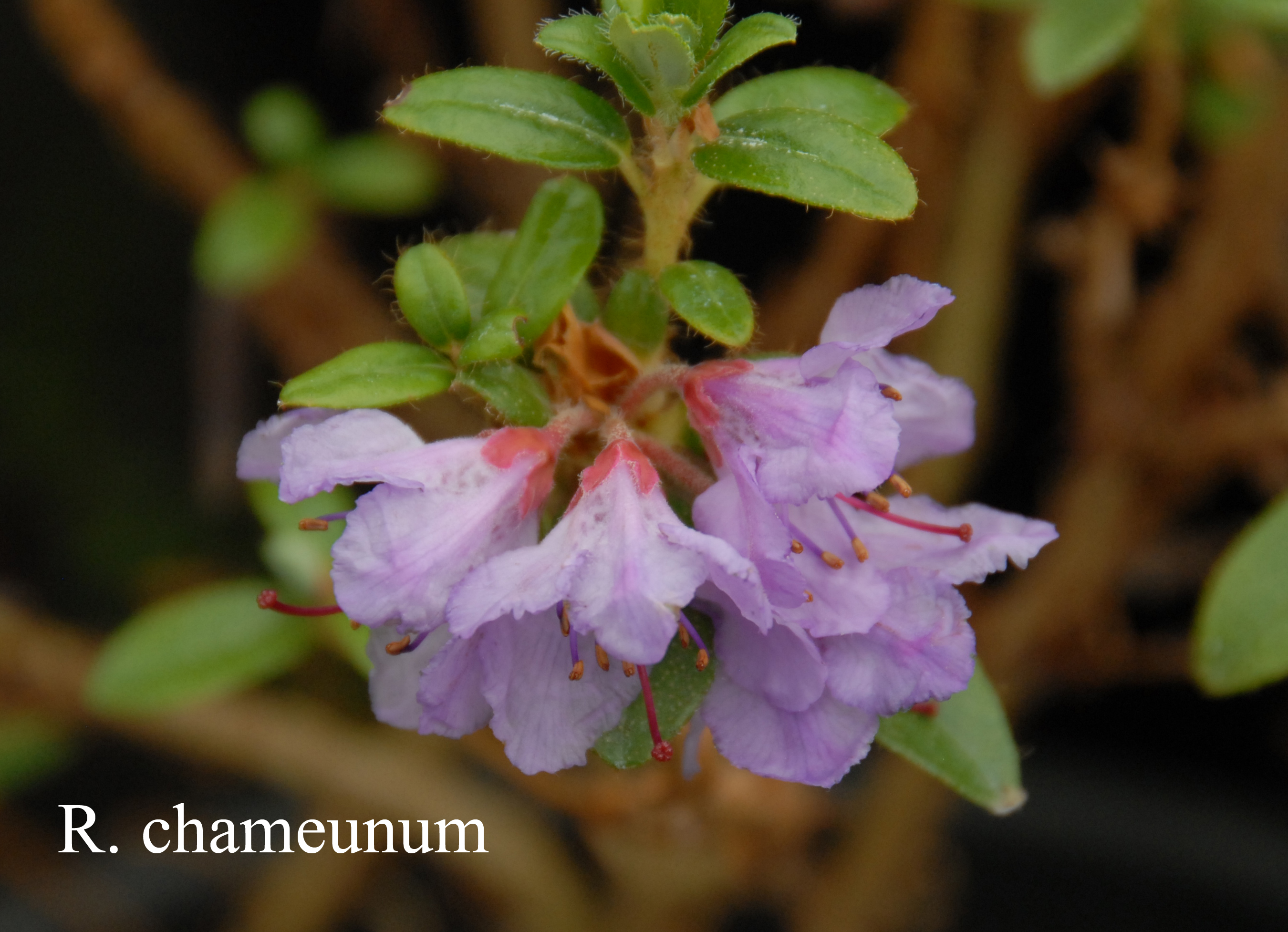 Rhododendron saluenense ssp chameum photo