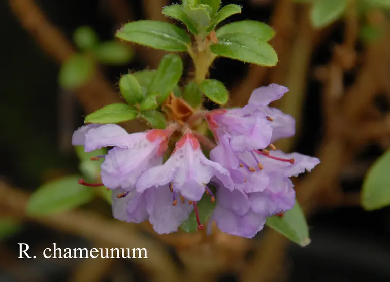 Photo of R. saluenense ssp chameum, Species