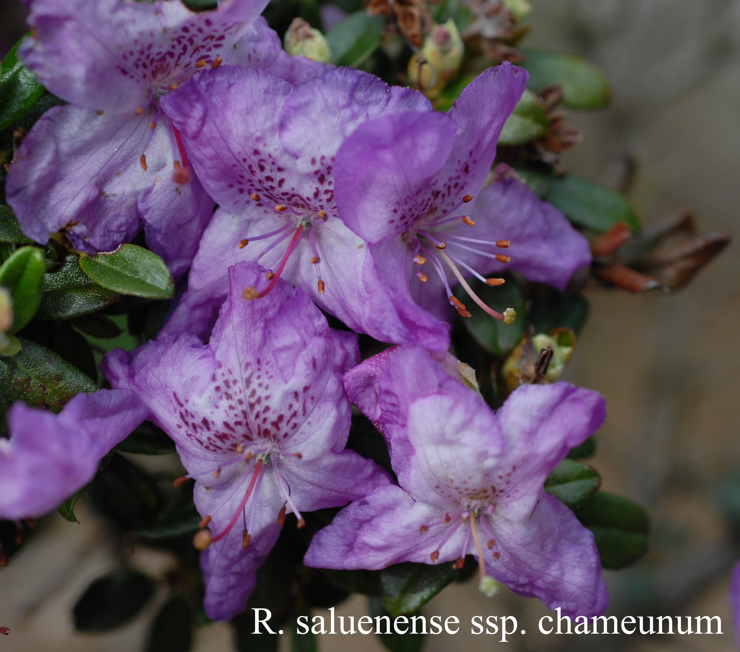 Rhododendron saluenense ssp chameum photo