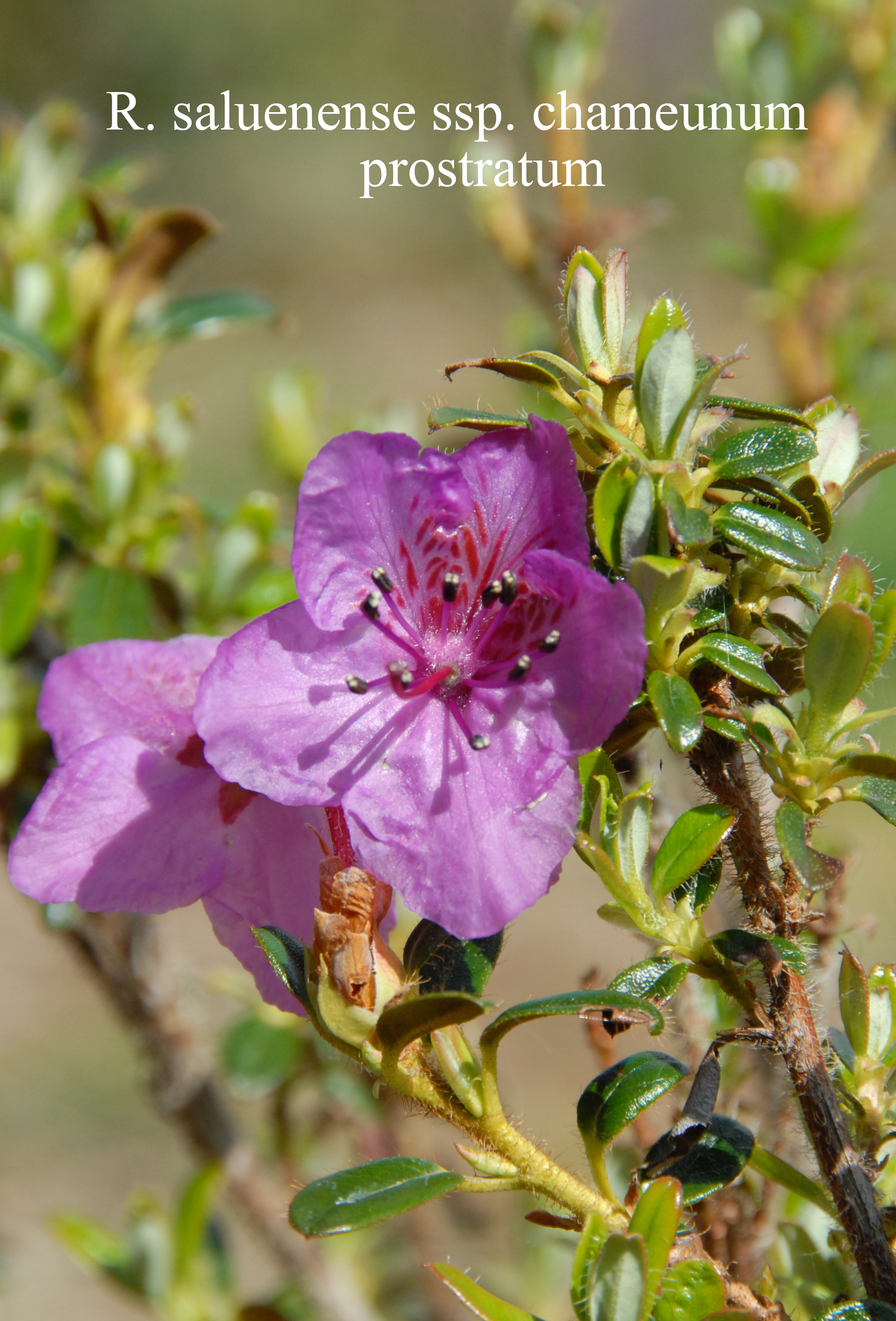 Rhododendron saluenense ssp chameum photo