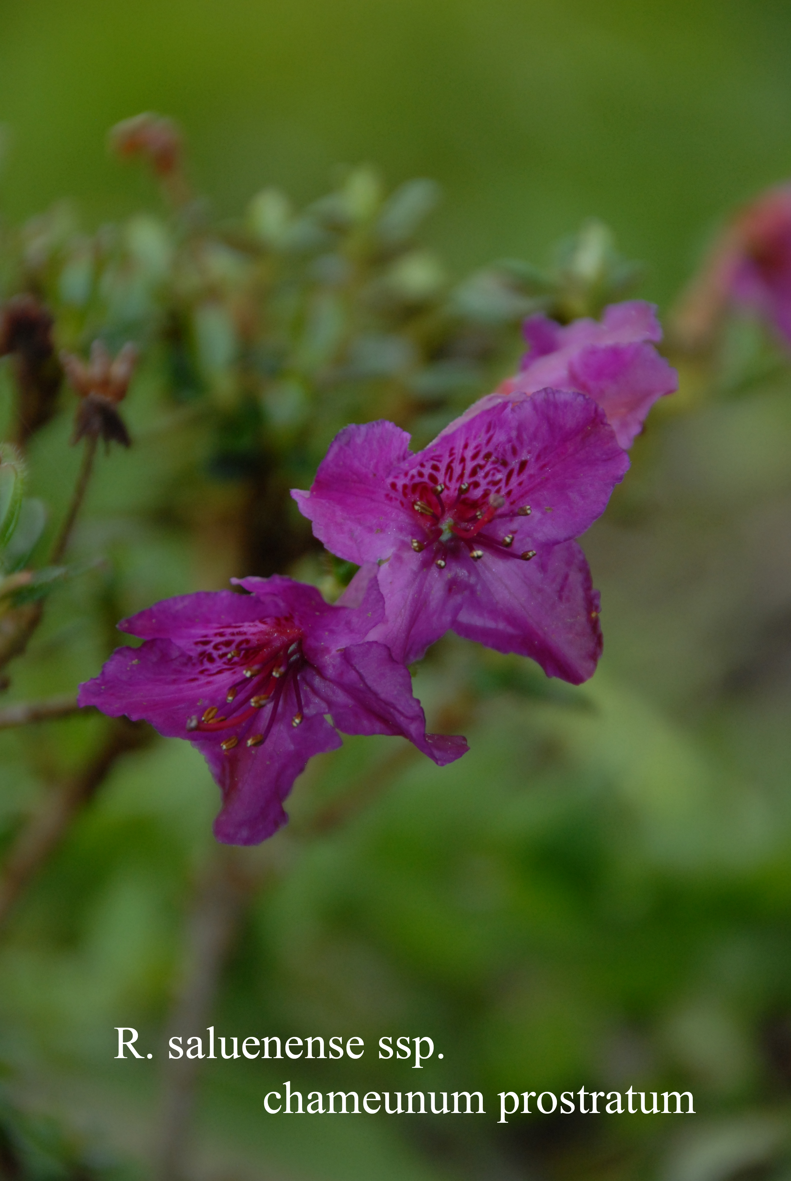 Rhododendron saluenense ssp chameum photo