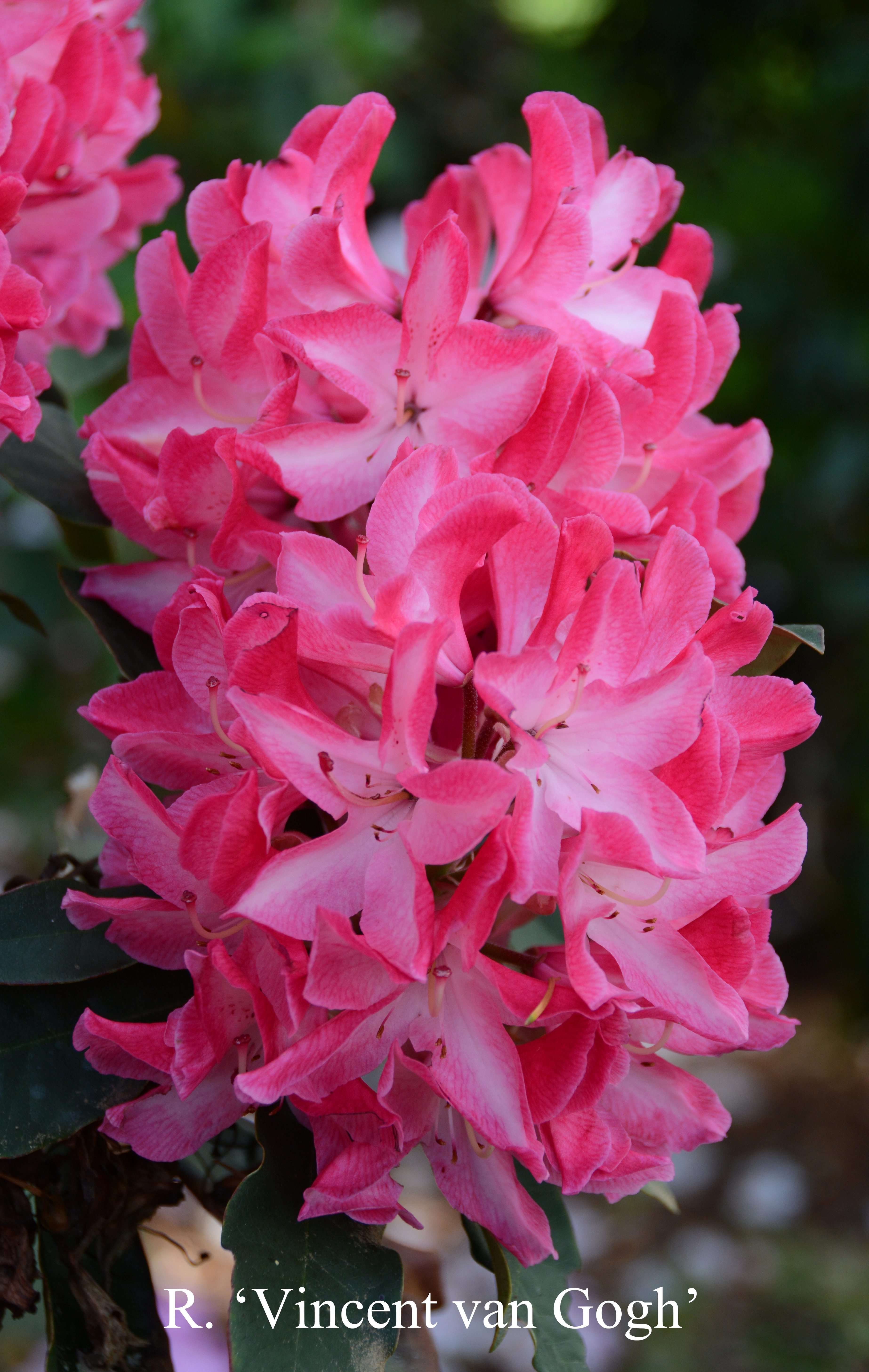 Rhododendron Vincent van Gogh photo