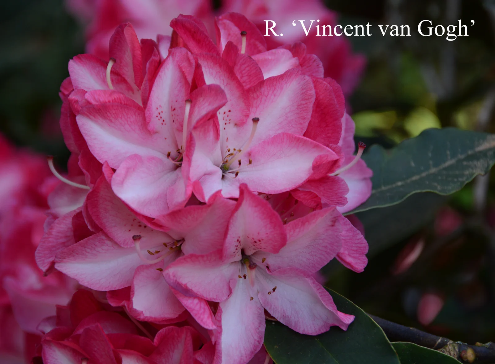 R. 'Vincent van Gogh' photo of R. 'Vincent van Gogh'. Location: Fearing's Farm Nursery, Abbotsford, BC, Canada. Photo by: Harold Fearing