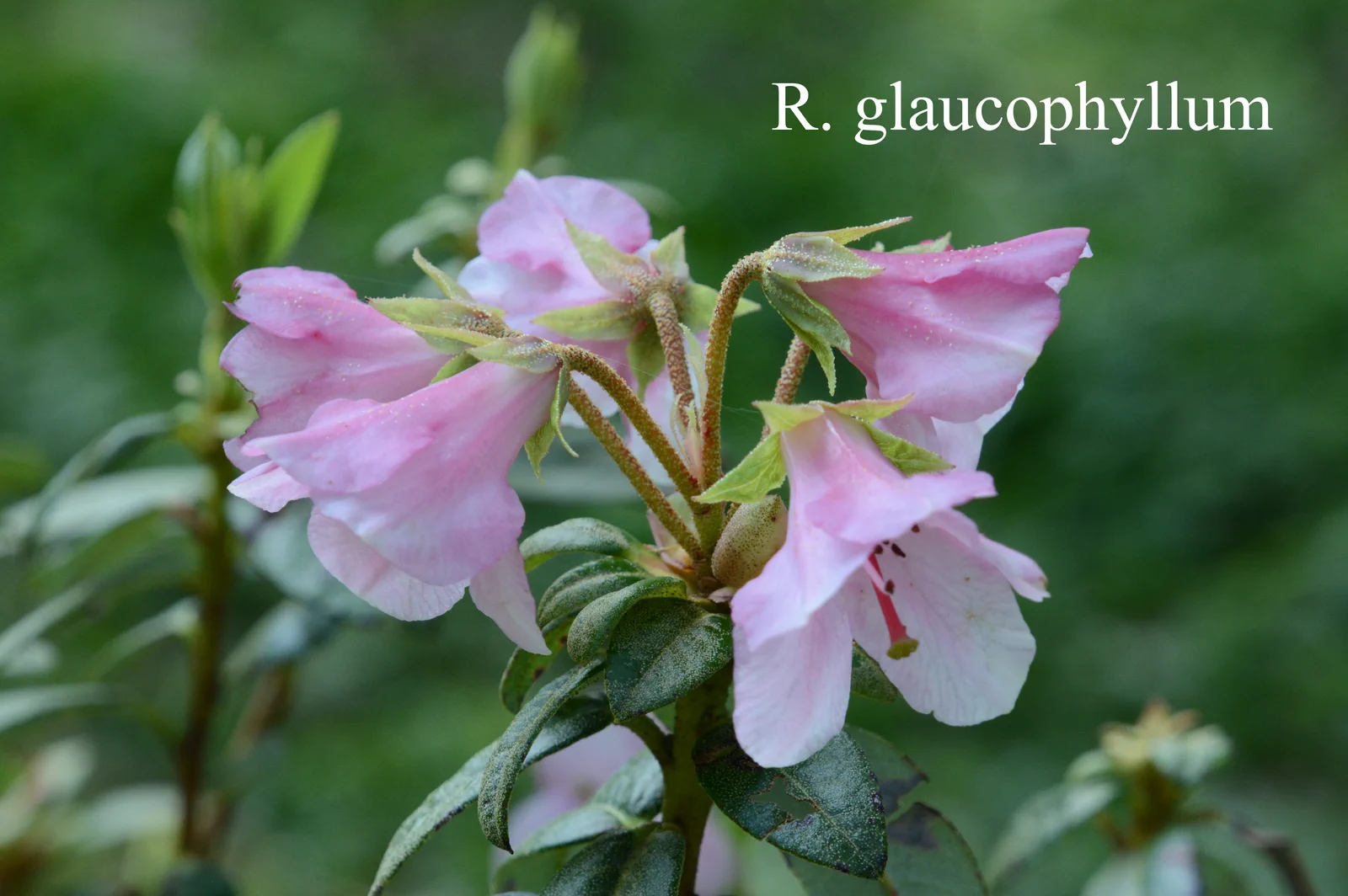 R. glaucophyllum var glaucophyllum photo of R. glaucophyllum var glaucophyllum. Location: Fearing's Farm Nursery, Abbotsford, BC, Canada. Photo by: Harold Fearing