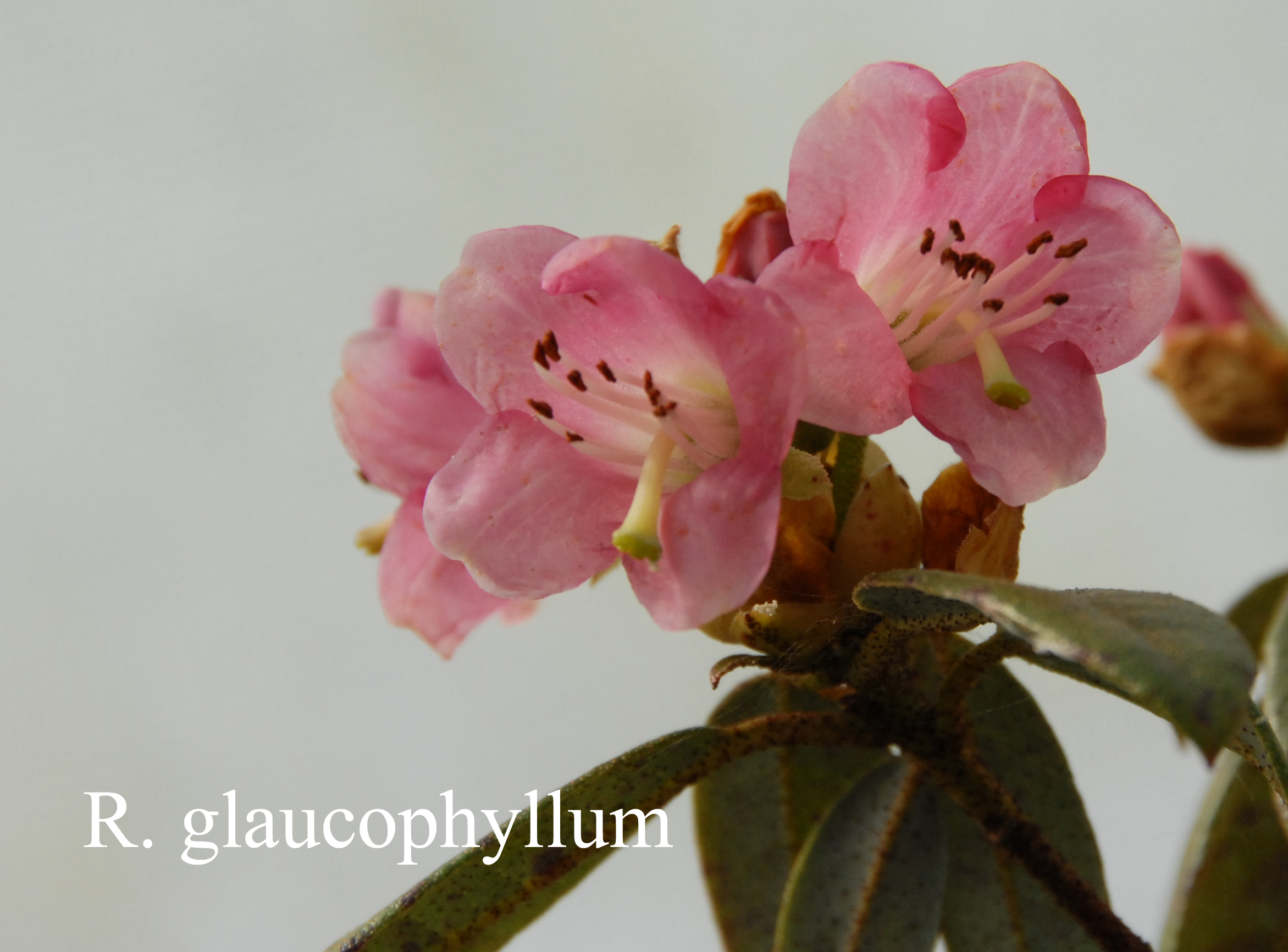 Rhododendron glaucophyllum var glaucophyllum photo