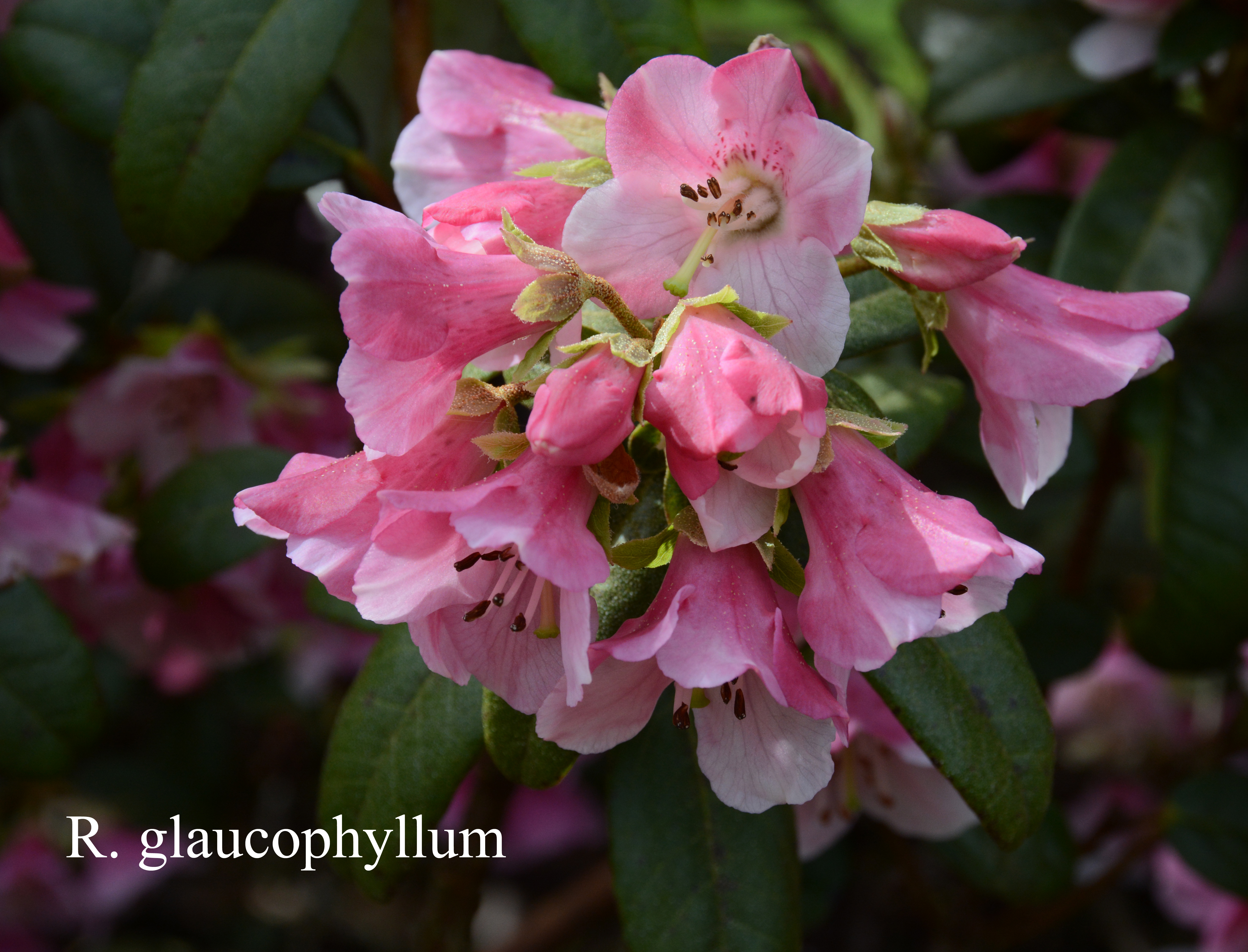 Rhododendron glaucophyllum var glaucophyllum photo