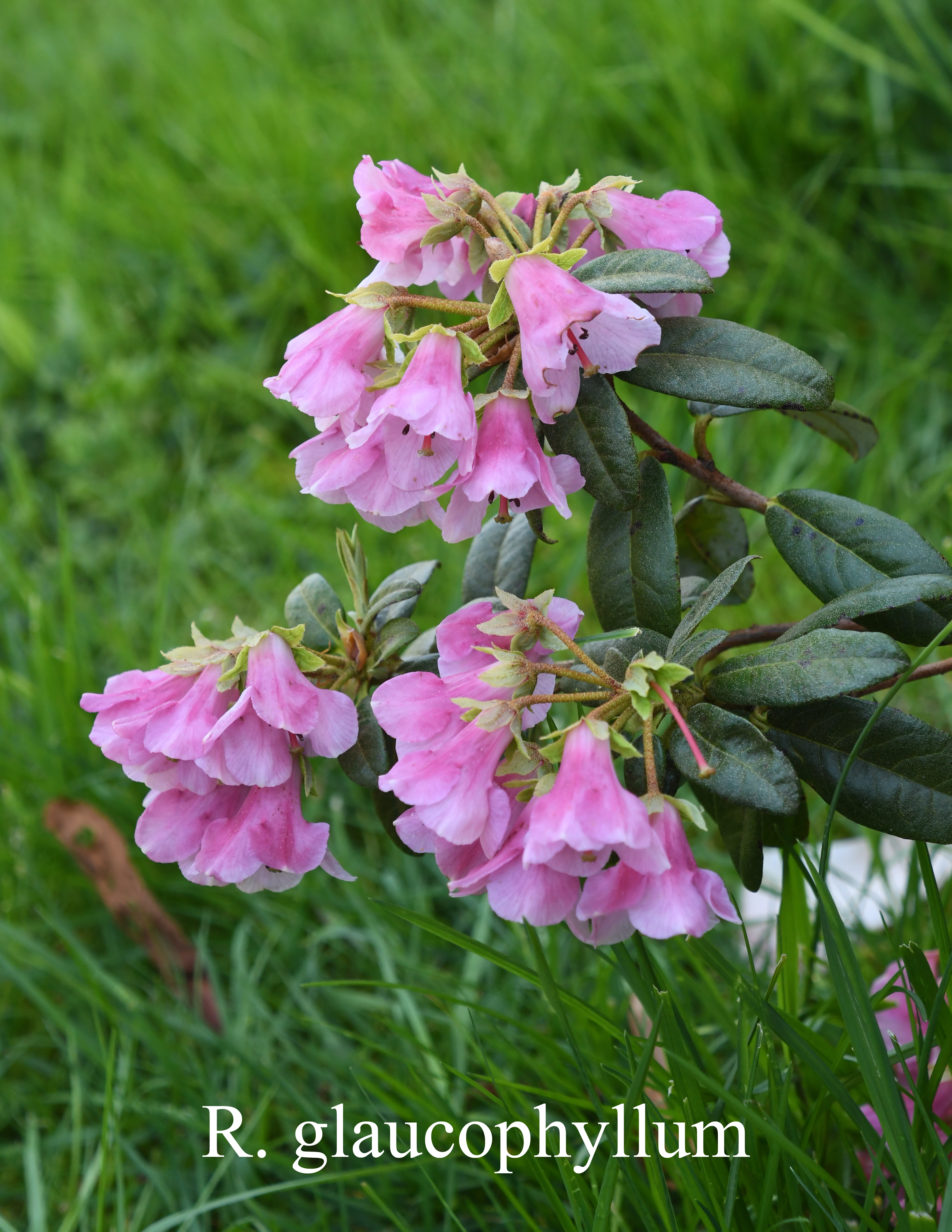 Rhododendron glaucophyllum var glaucophyllum photo