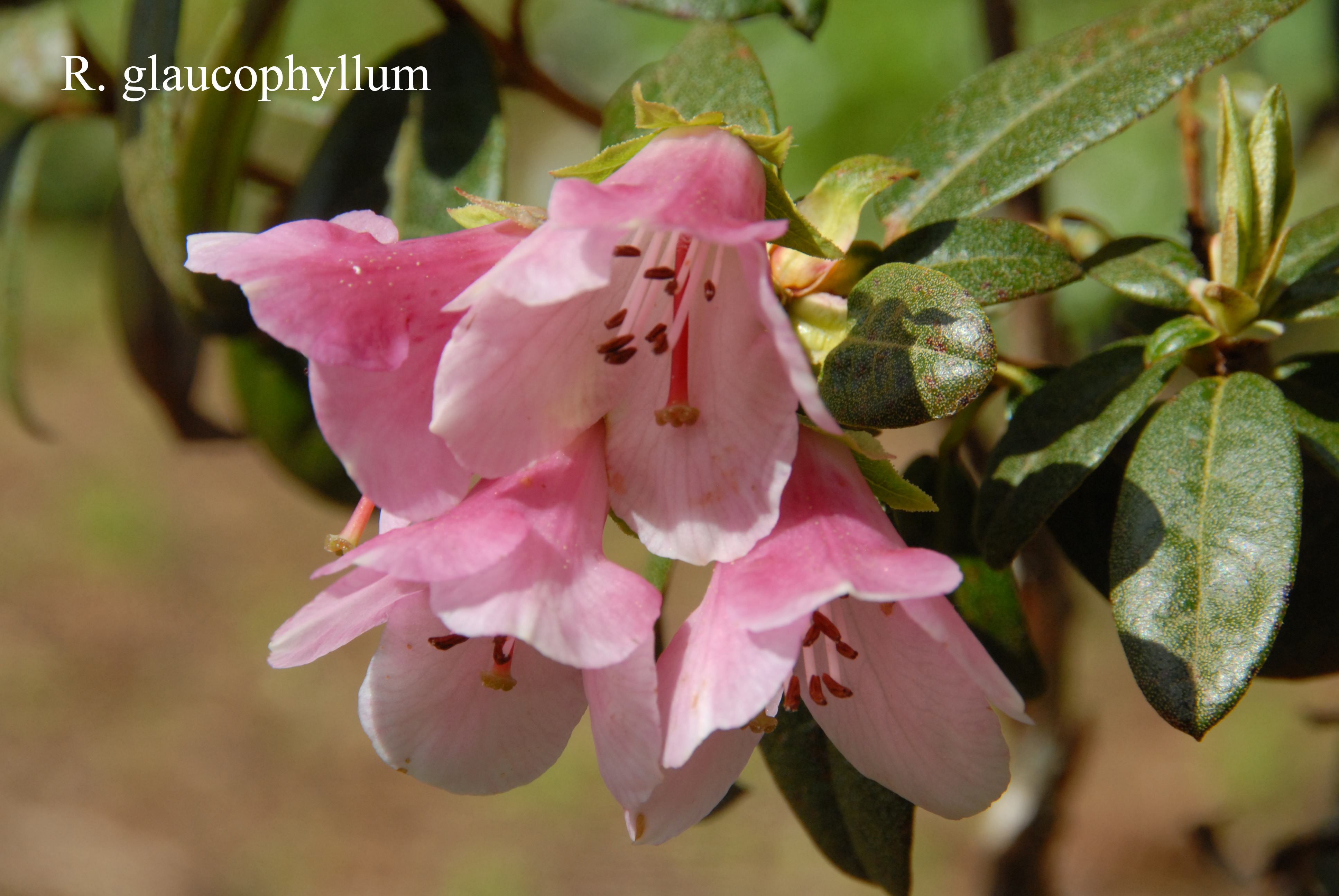 Rhododendron glaucophyllum var glaucophyllum photo