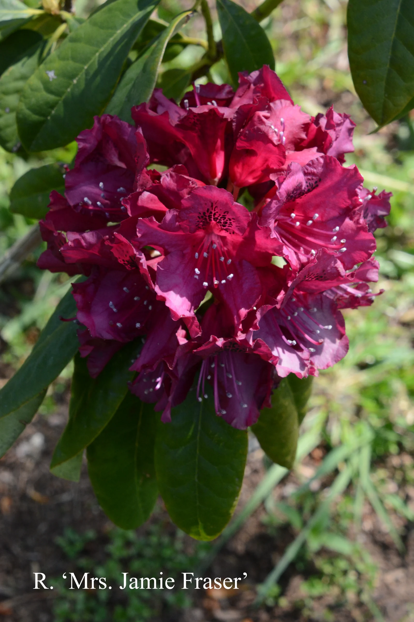 R. 'Mrs Jamie Fraser' photo of R. 'Mrs Jamie Fraser'. Location: Fearing's Farm Nursery, Abbotsford, BC, Canada. Photo by: Harold Fearing